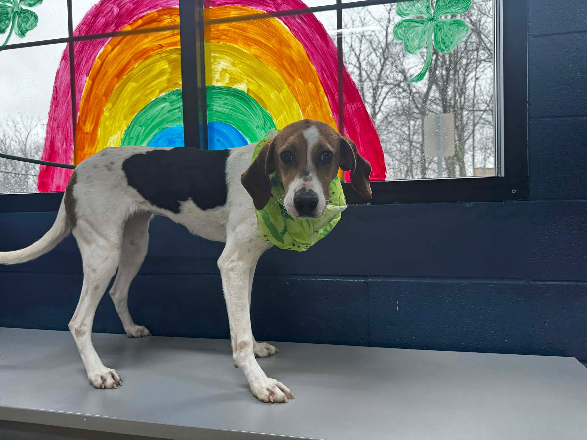 Enlarge annebell, a ADOPTABLE mixed breed in MARION, IN image 1/6
