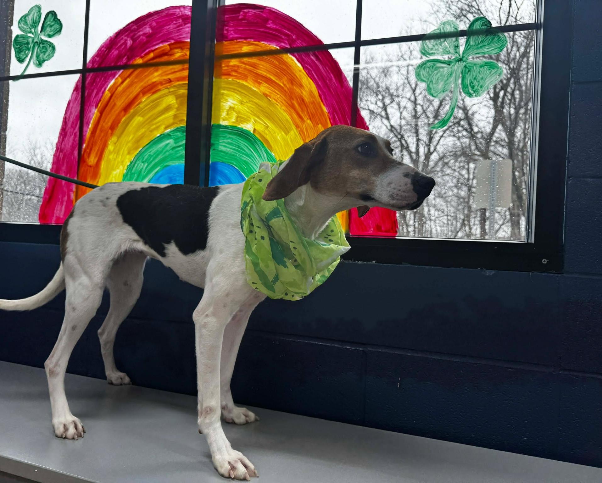 Enlarge annebell, a ADOPTABLE mixed breed in MARION, IN image 6/6