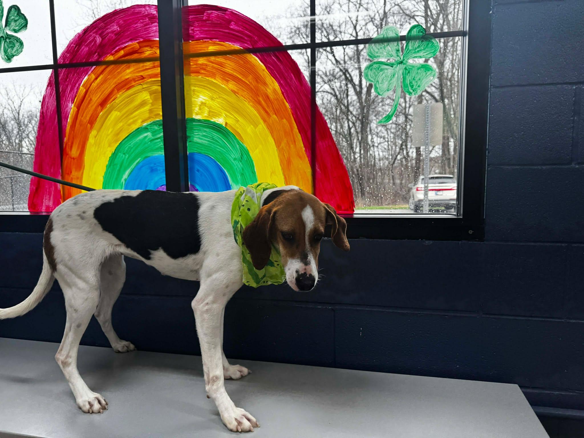 Enlarge annebell, a ADOPTABLE mixed breed in MARION, IN image 4/6