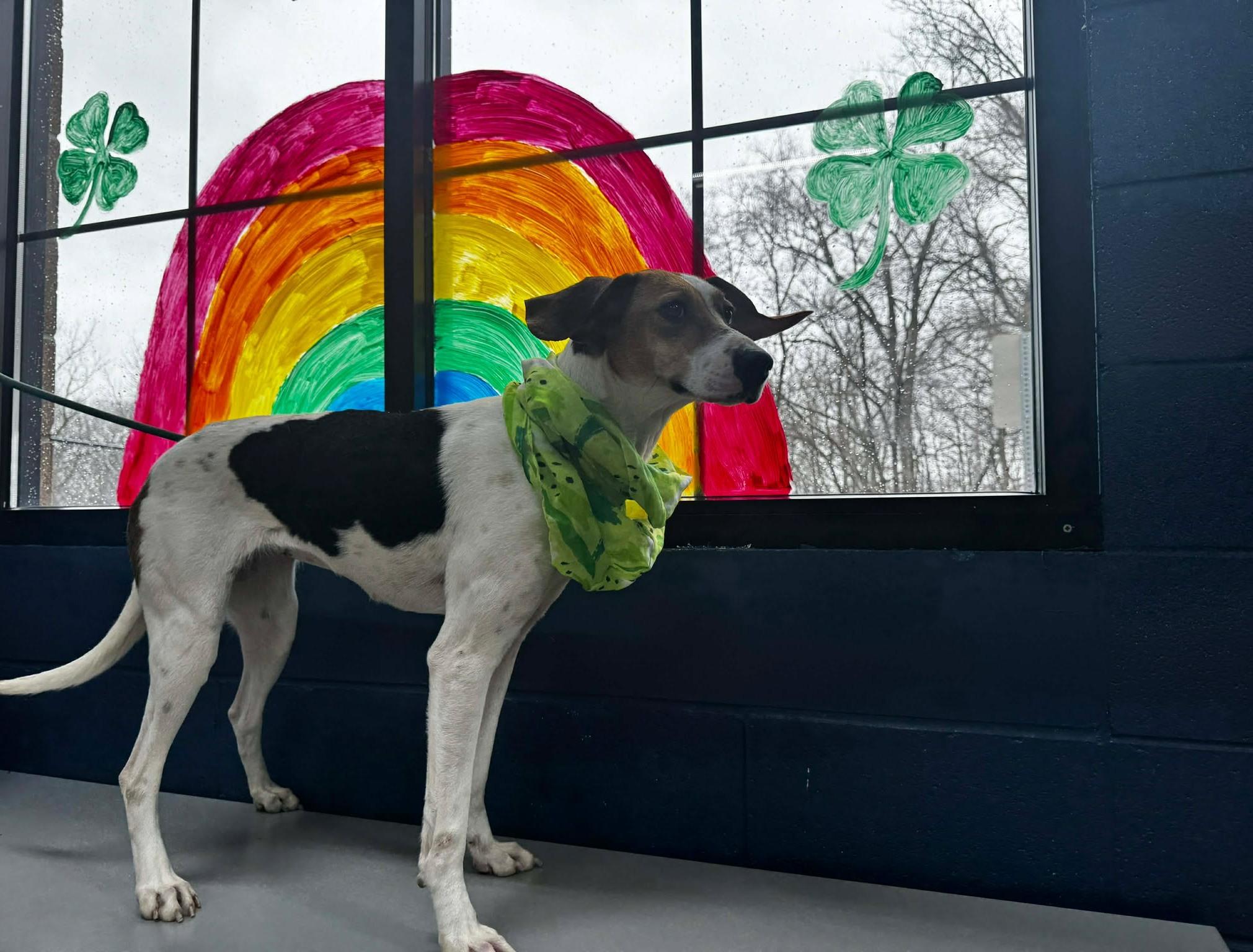 Enlarge annebell, a ADOPTABLE mixed breed in MARION, IN image 2/6