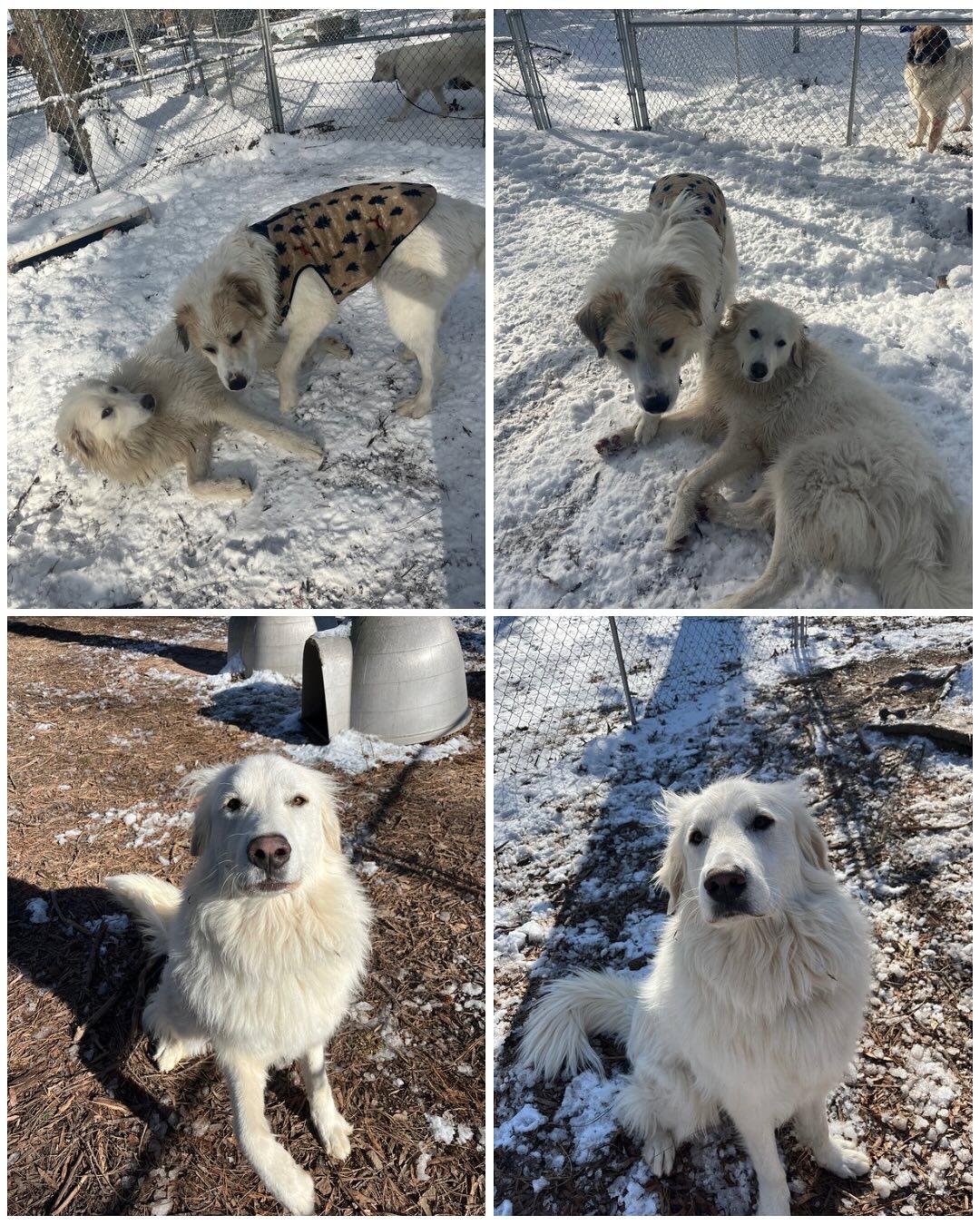 Louise, a Adoptable Great Pyrenees in Richmond, VA image 1/4