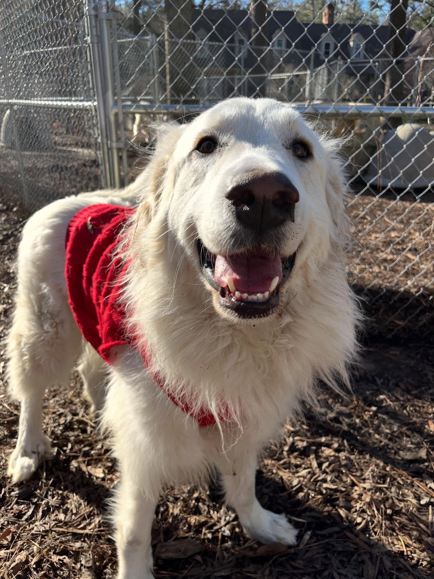 Enlarge Louise, a Adoptable Great Pyrenees in Richmond, VA image 1/4