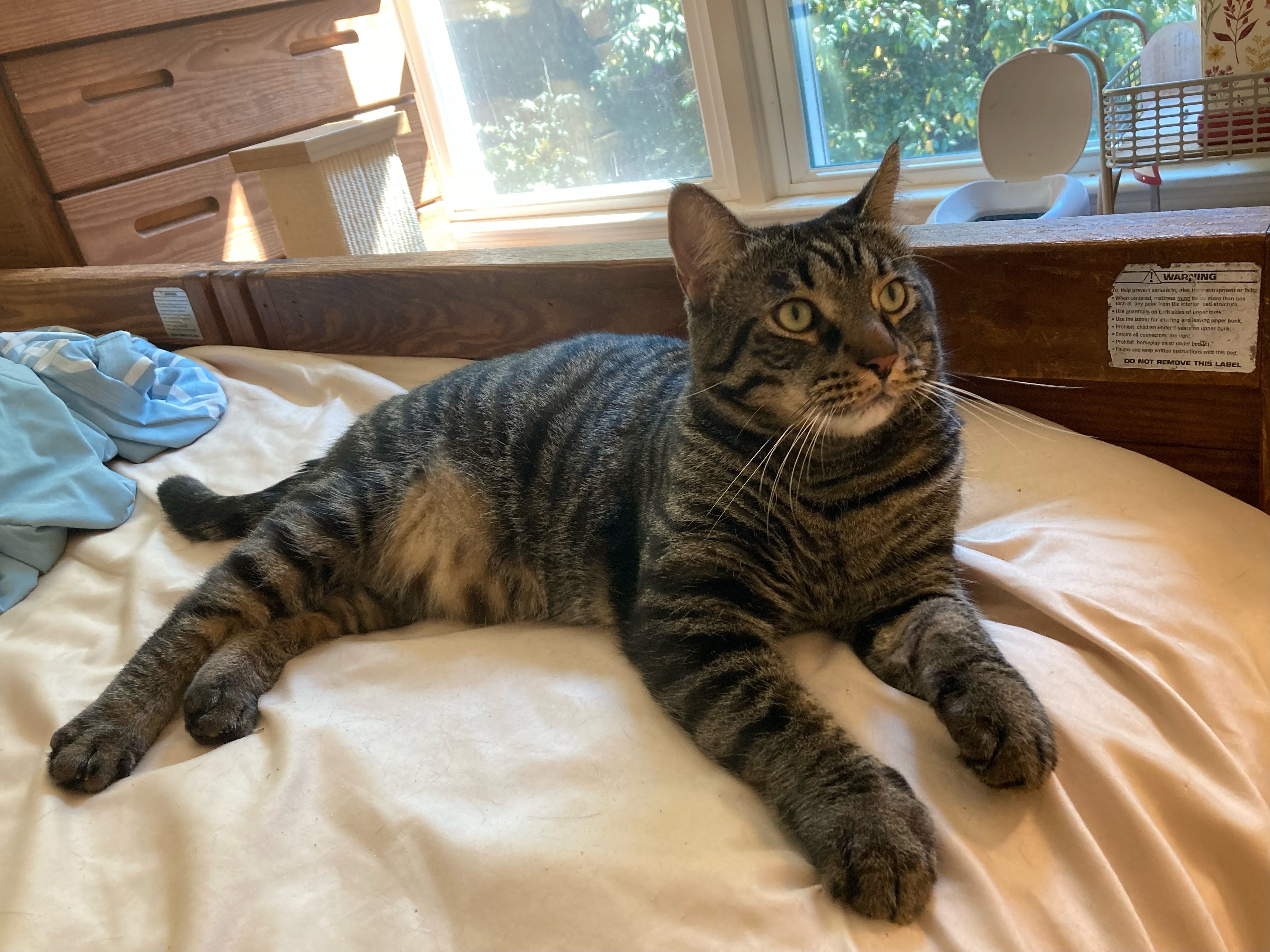 Ty, a Adoptable Domestic Short Hair in Hopkinton, MA image 4/5