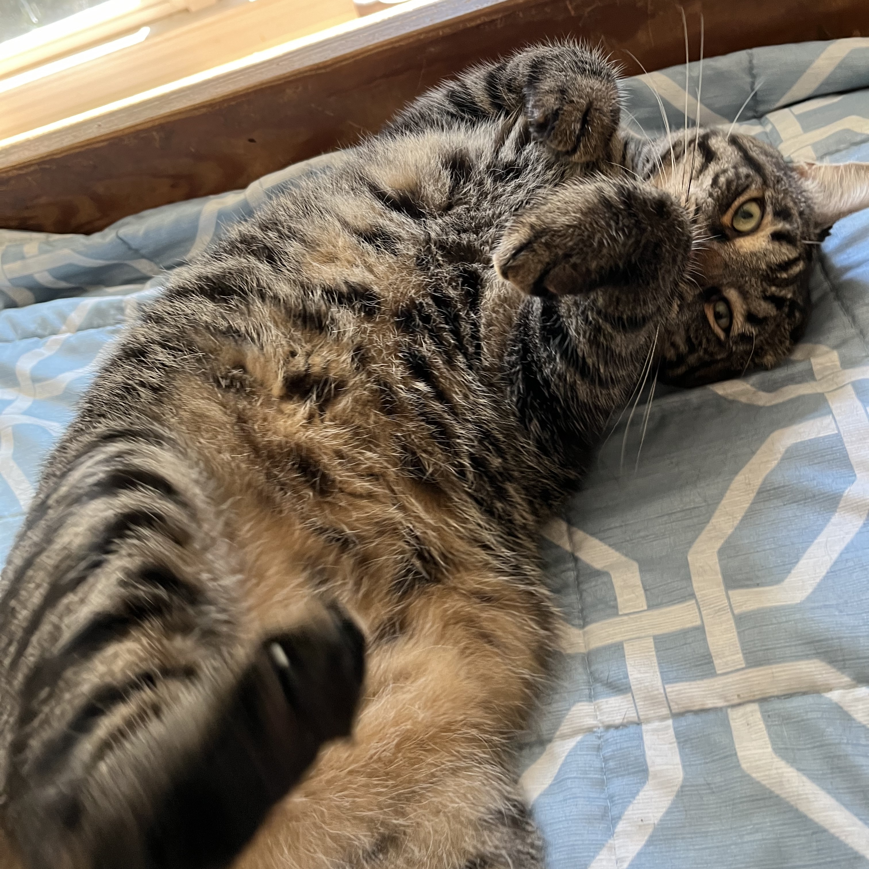 Ty, a Adoptable Domestic Short Hair in Hopkinton, MA image 2/5