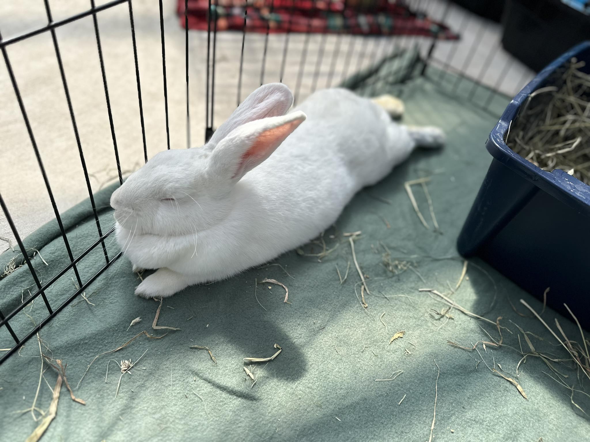 Betty, an adopted Bunny Rabbit in Portland, ME image 2/5