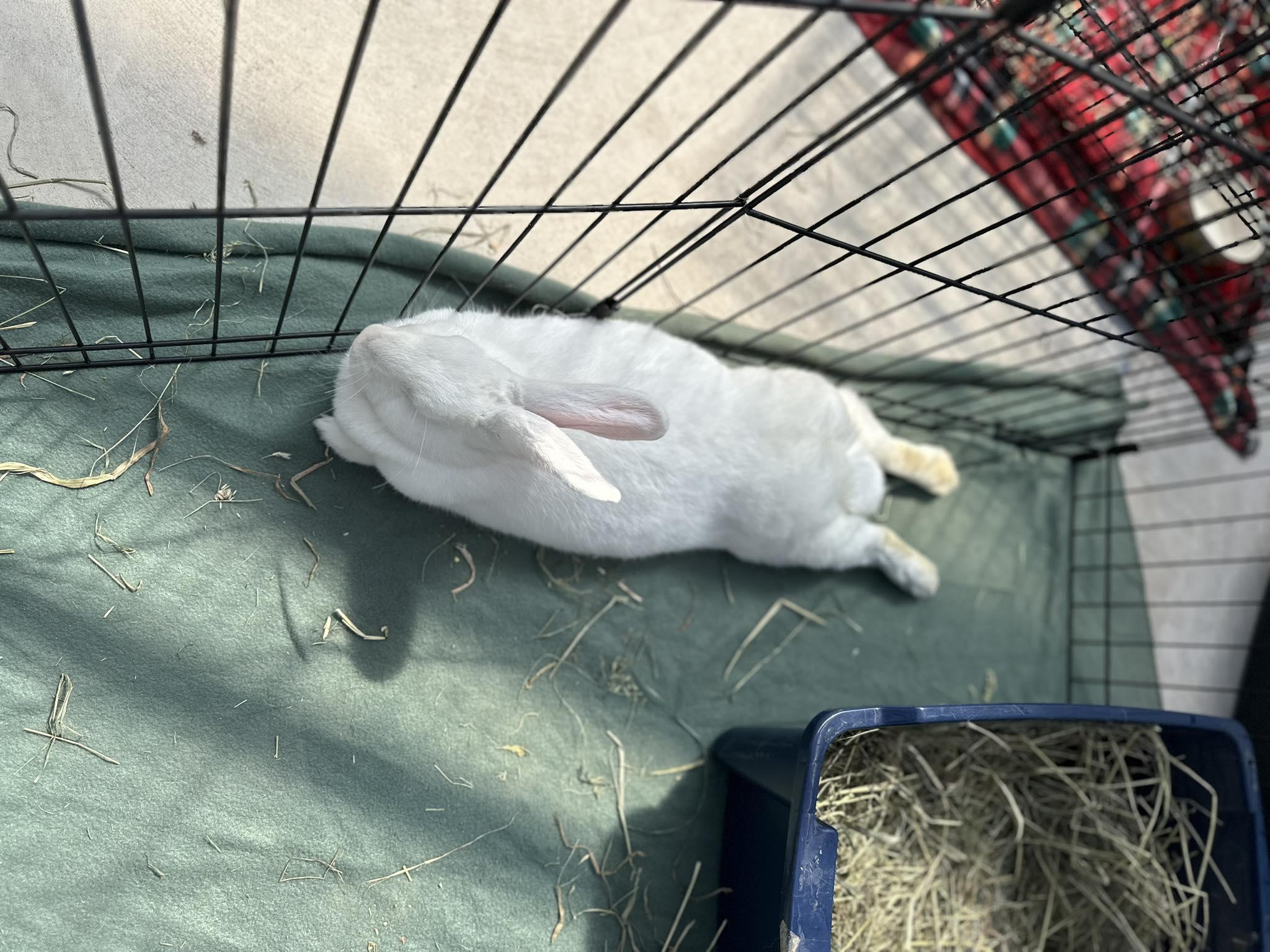 Betty, an adopted Bunny Rabbit in Portland, ME image 4/5