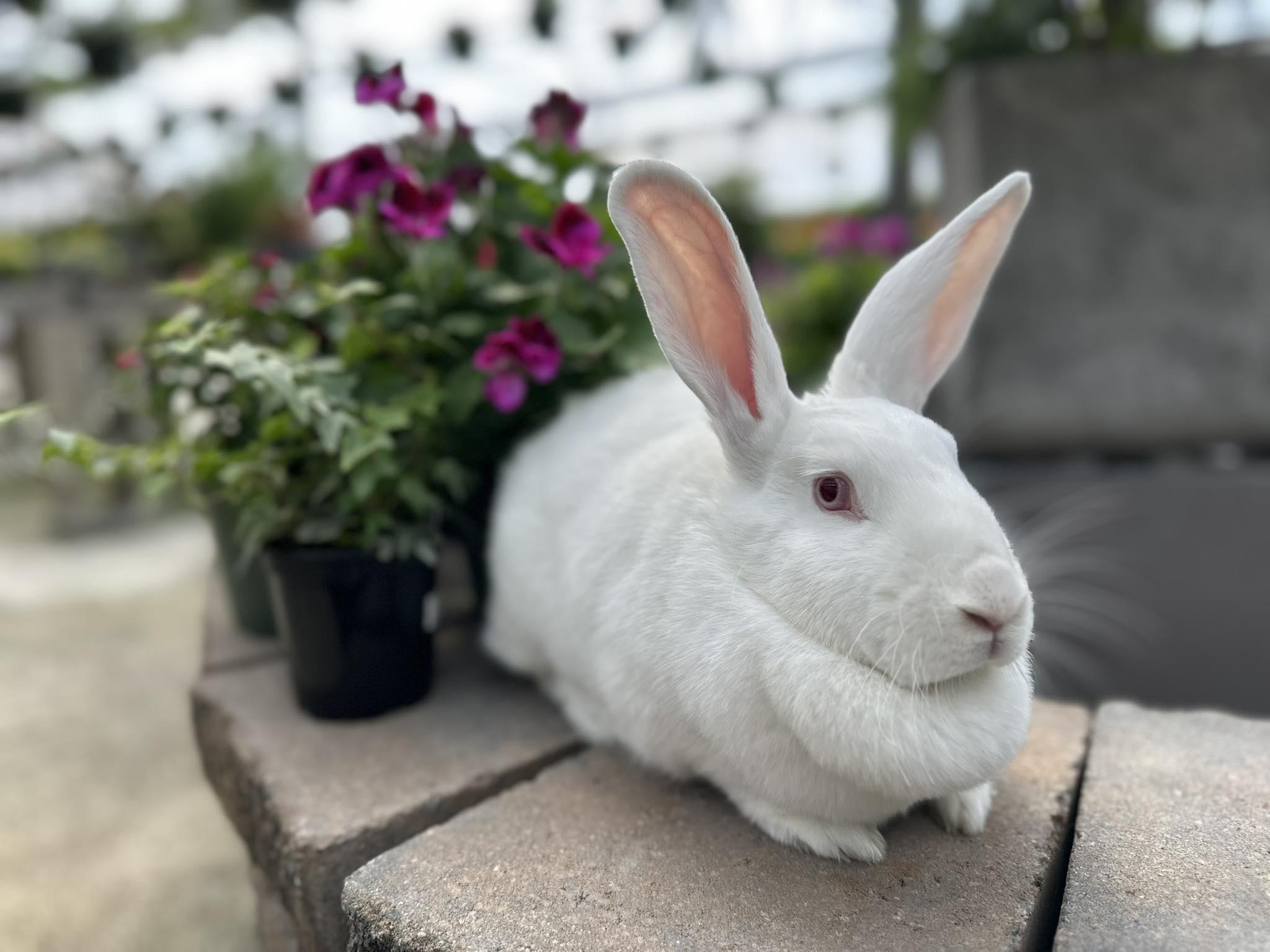 Betty, an adopted Bunny Rabbit in Portland, ME image 1/5
