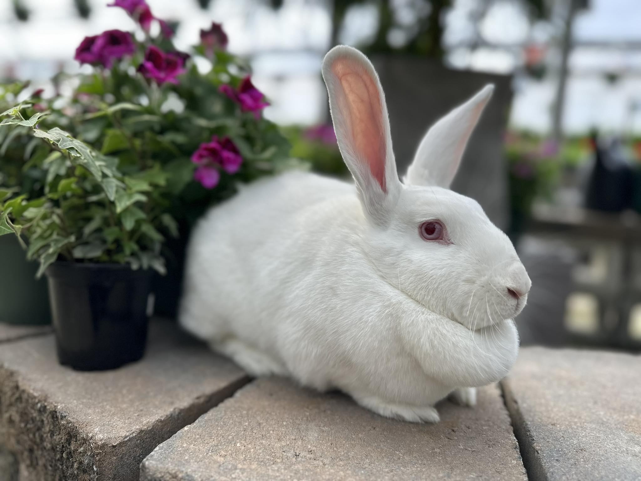 Betty, an adopted Bunny Rabbit in Portland, ME image 5/5