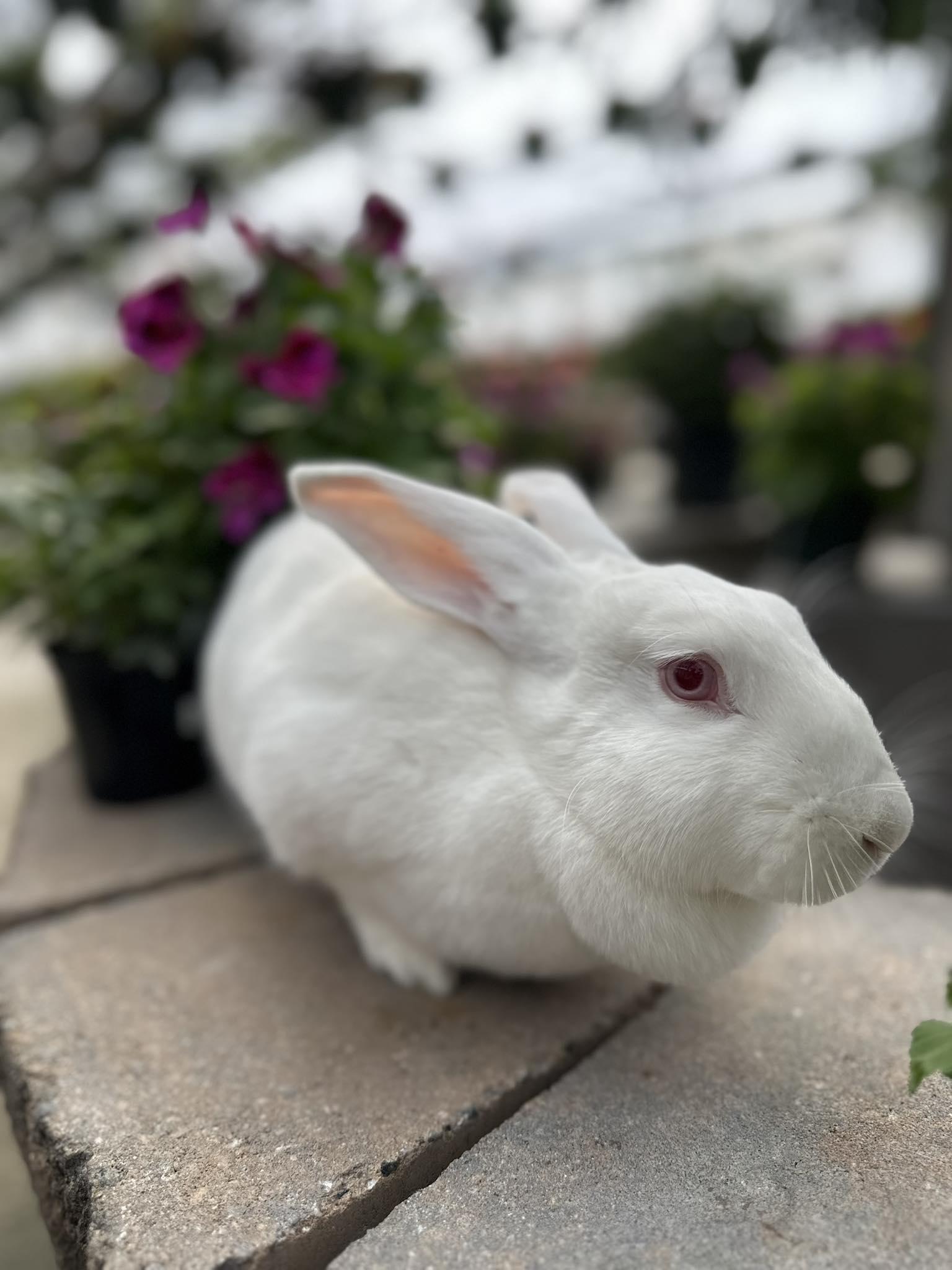 Betty, an adopted Bunny Rabbit in Portland, ME image 3/5