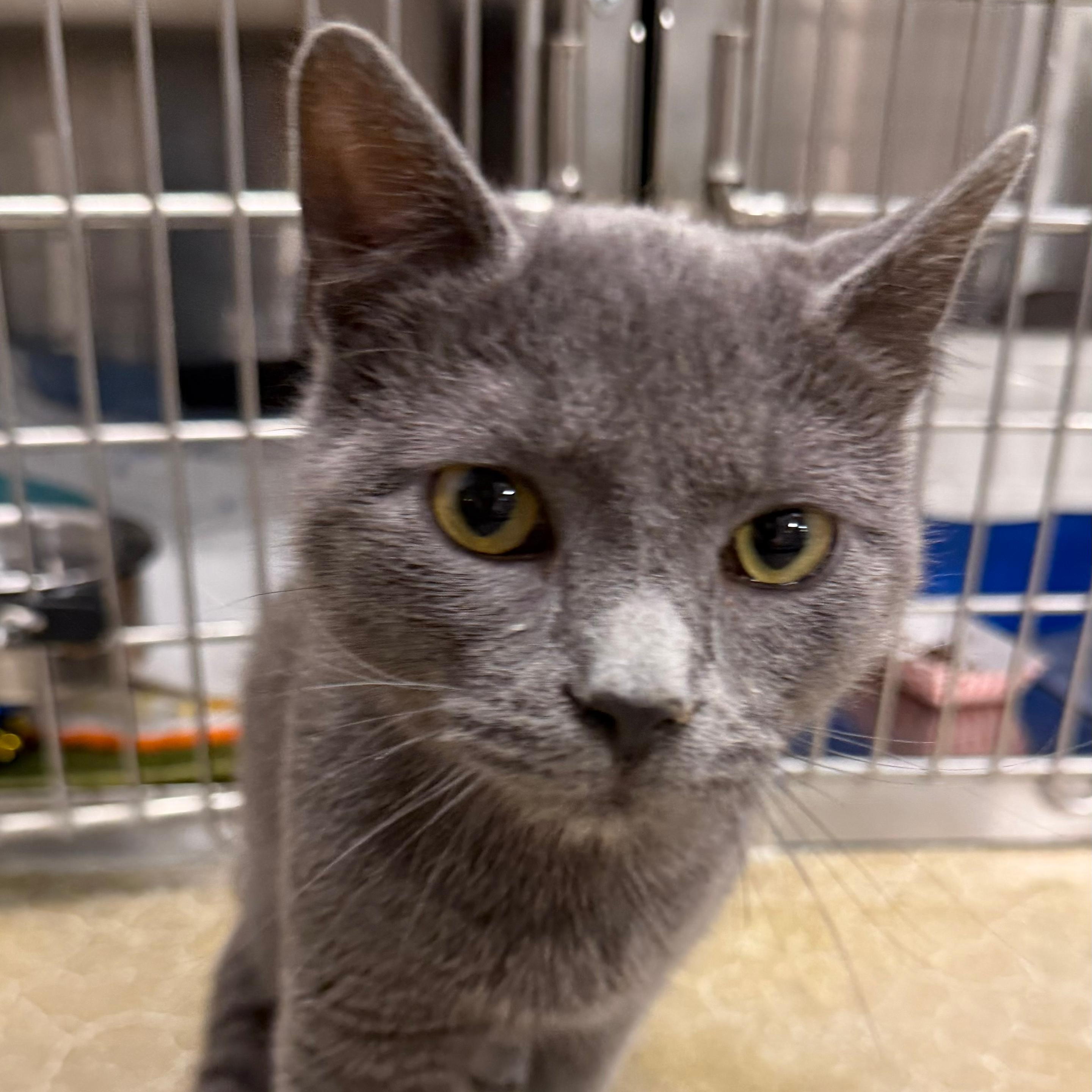 Enlarge Rupert, an adopted Domestic Short Hair in Maple Shade, NJ image 1/3