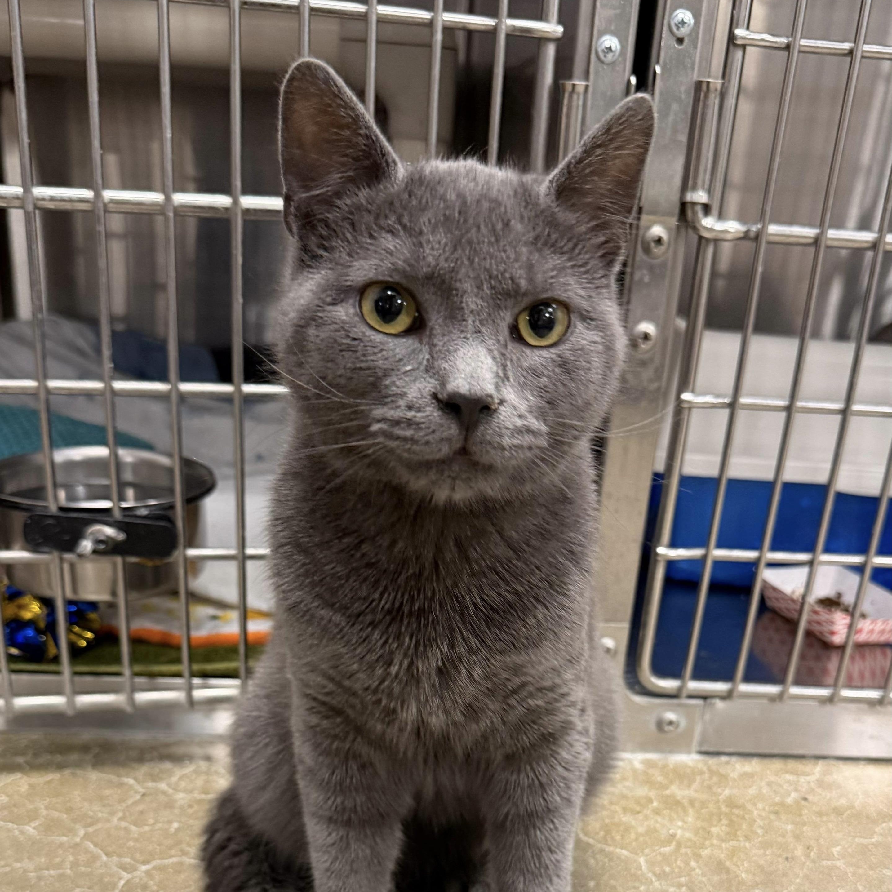 Enlarge Rupert, an adopted Domestic Short Hair in Maple Shade, NJ image 3/3