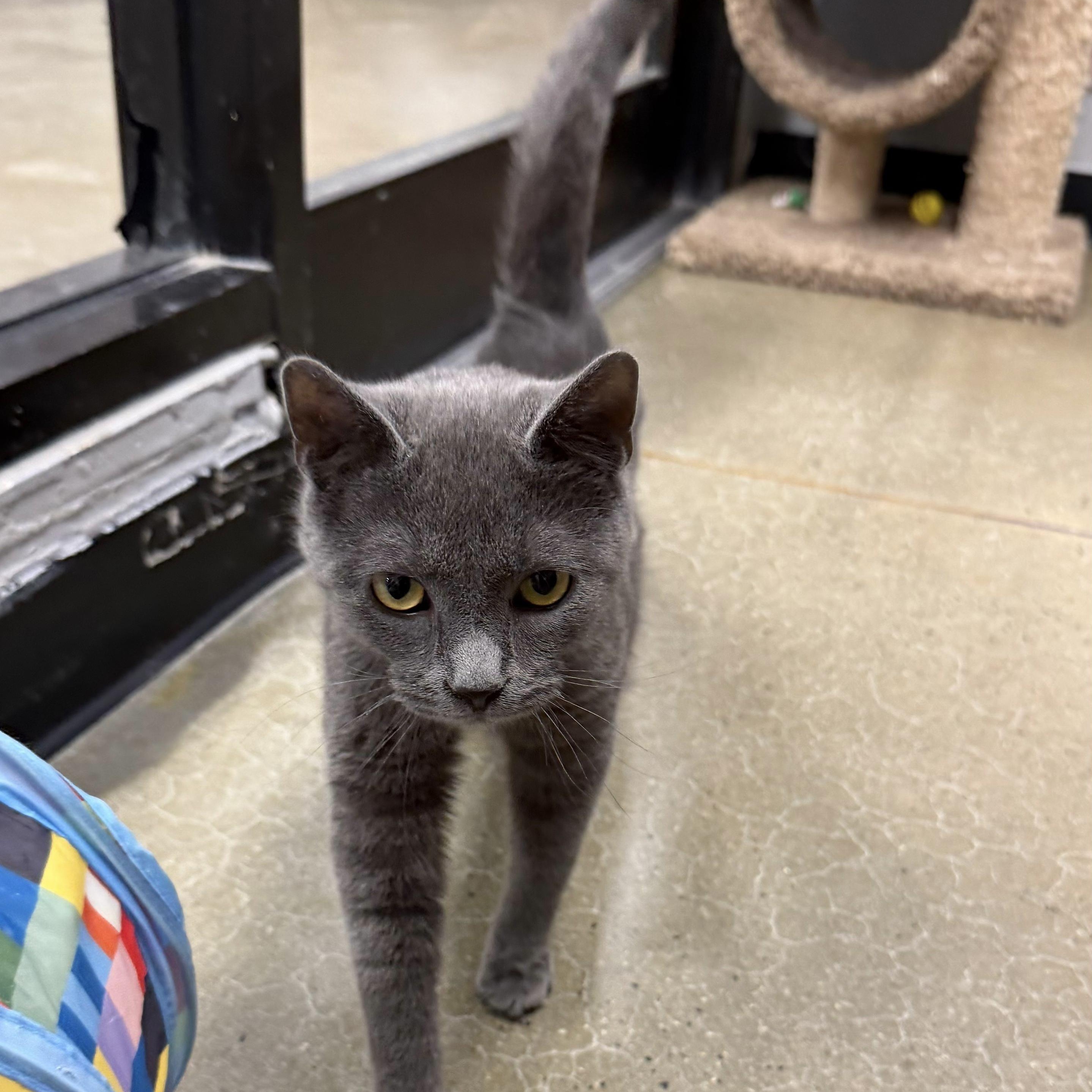 Enlarge Rupert, an adopted Domestic Short Hair in Maple Shade, NJ image 2/3