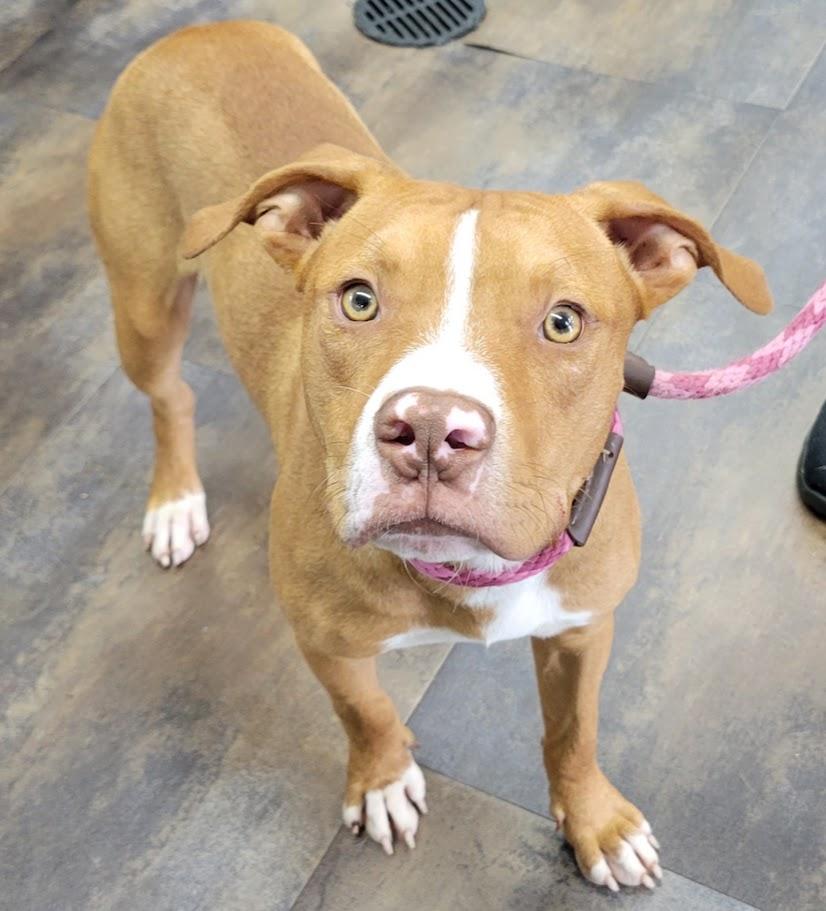 Enlarge Grady, a ADOPTABLE mixed breed in Lisbon, OH image 1/2