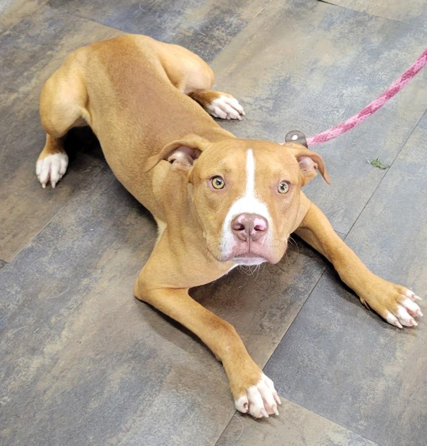 Enlarge Grady, a ADOPTABLE mixed breed in Lisbon, OH image 2/2
