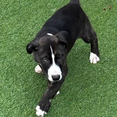 Draco, Adoptable, Puppy Male Pit Bull Terrier.