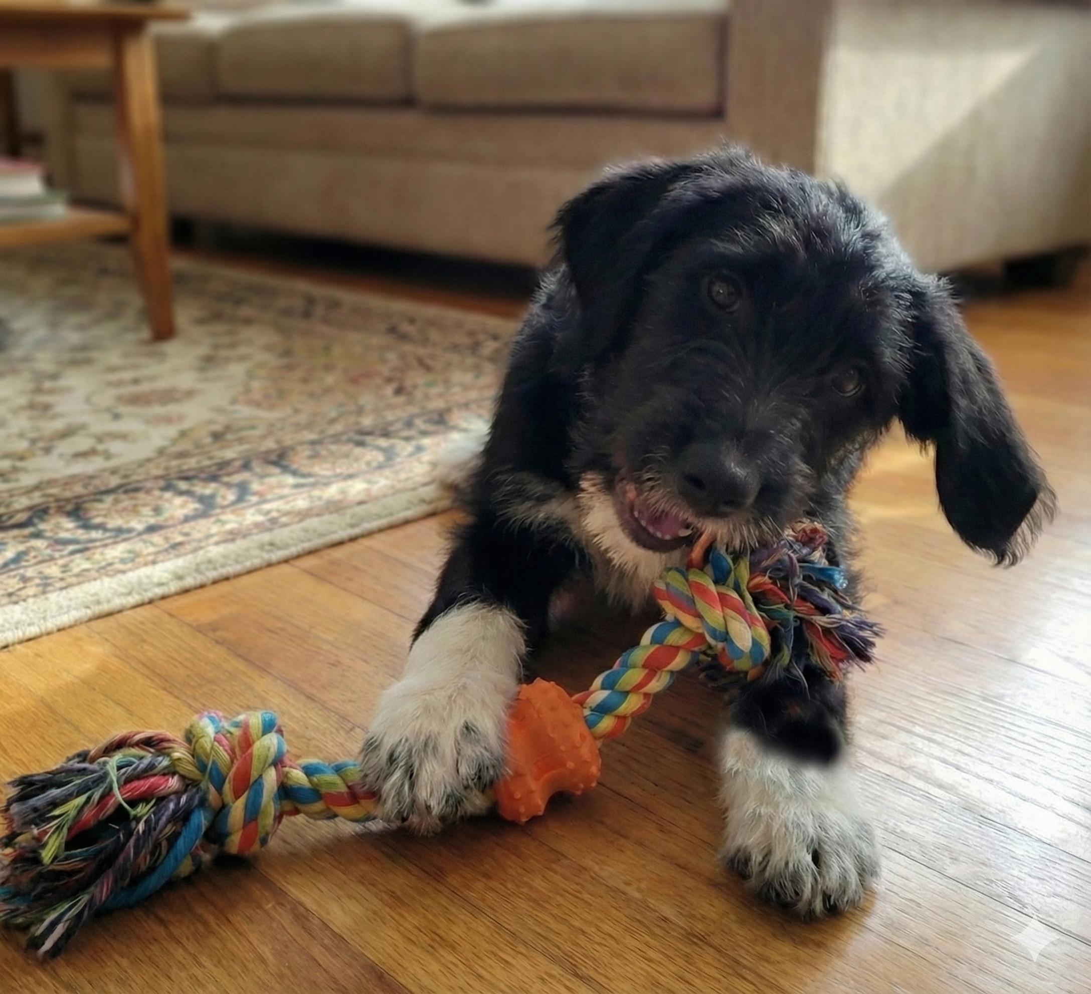 Ziggy, Adoptable, Puppy Male Standard Poodle & Beagle.