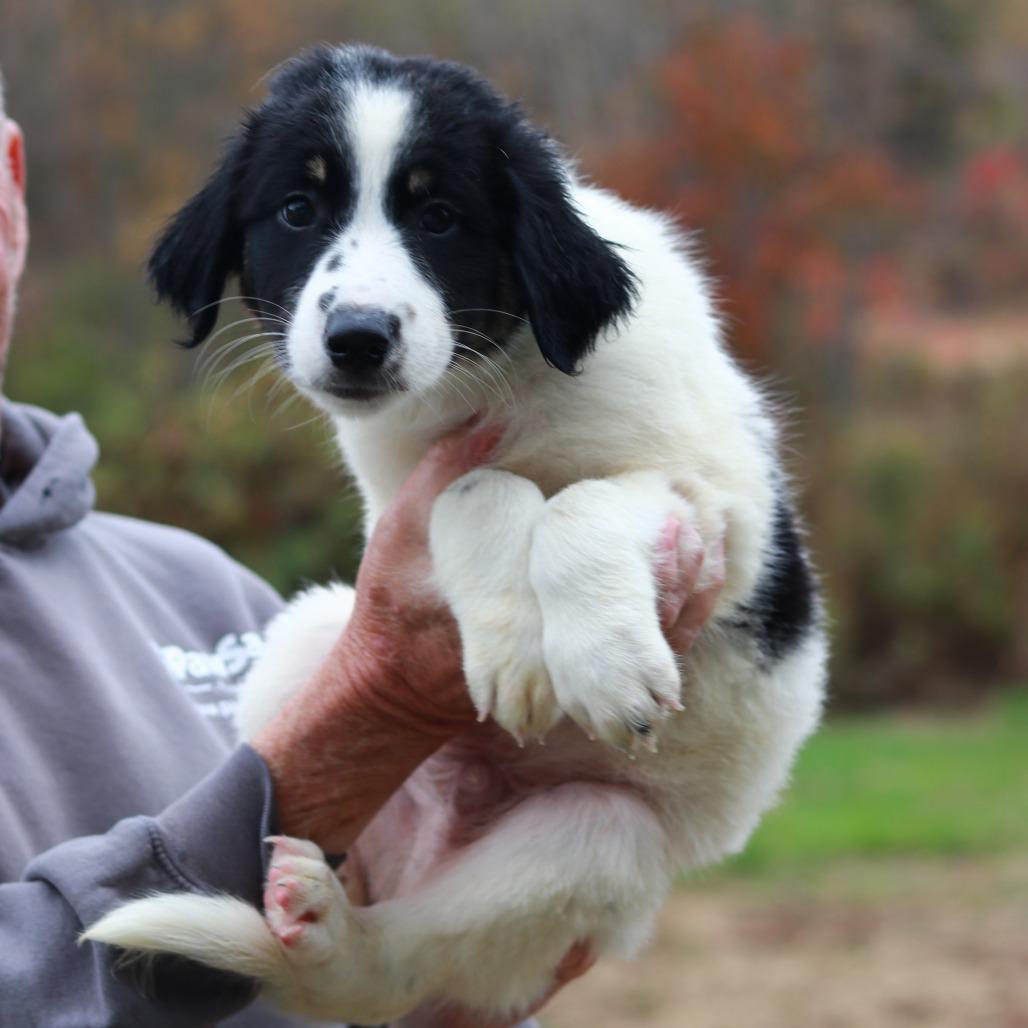 Enlarge CT Mask avail Oct 24 (Scarecrow Festival- Somers, CT), a Adoptable Australian Shepherd in Stormville, NY image 2/6