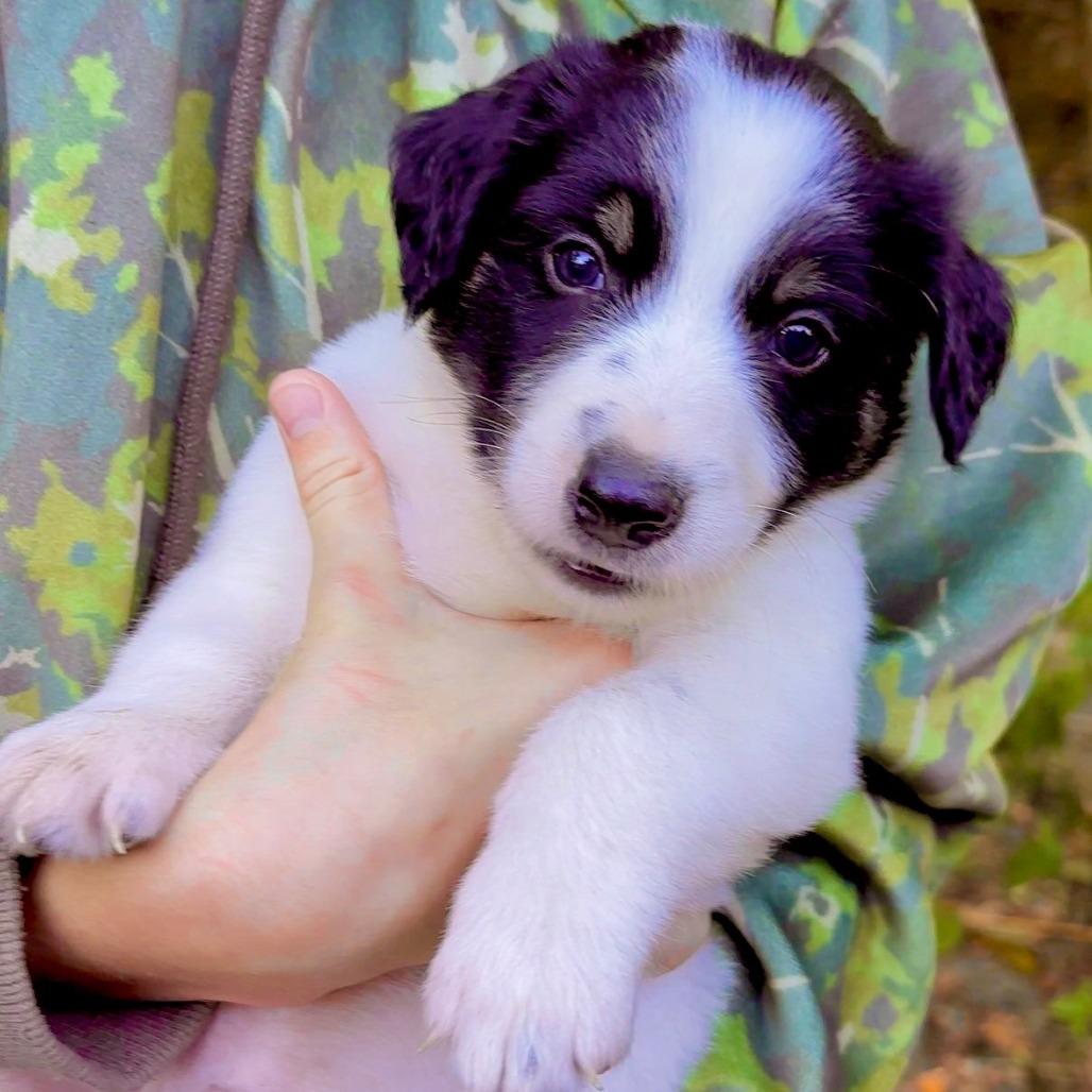 Enlarge CT Mask avail Oct 24 (Scarecrow Festival- Somers, CT), a Adoptable Australian Shepherd in Stormville, NY image 6/6