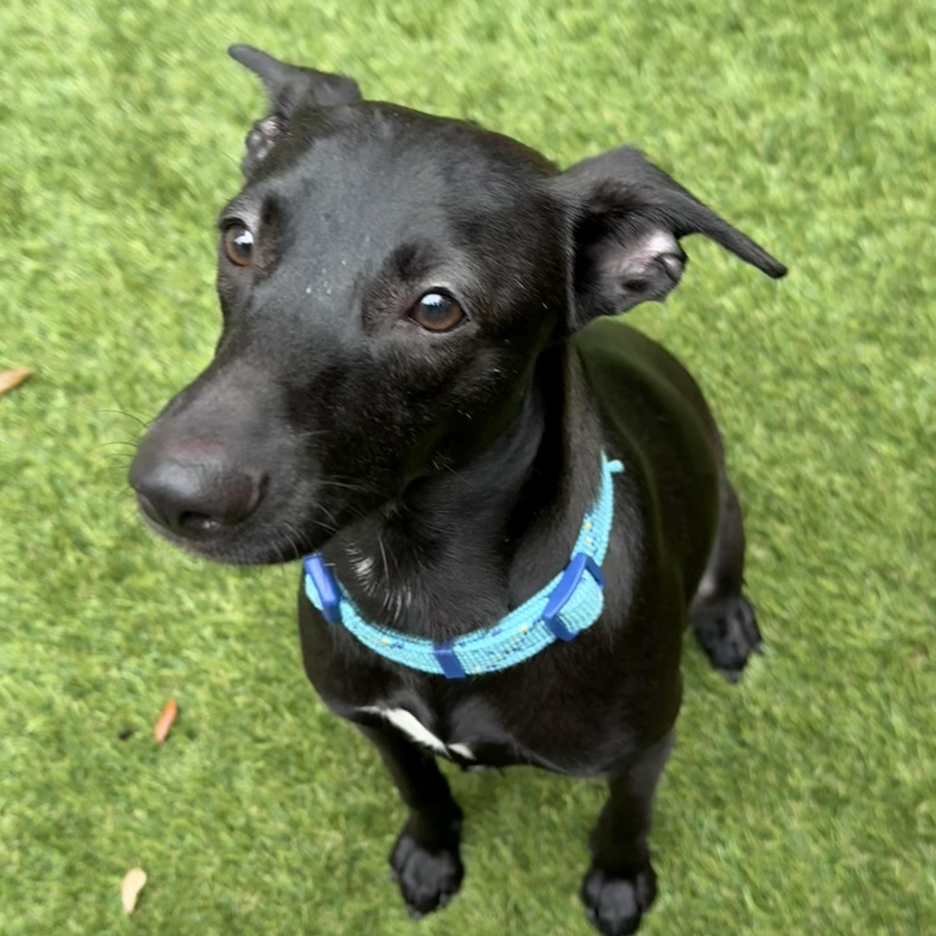 Enlarge Twyla, a Adopted mixed breed in Bellaire, TX image 4/5