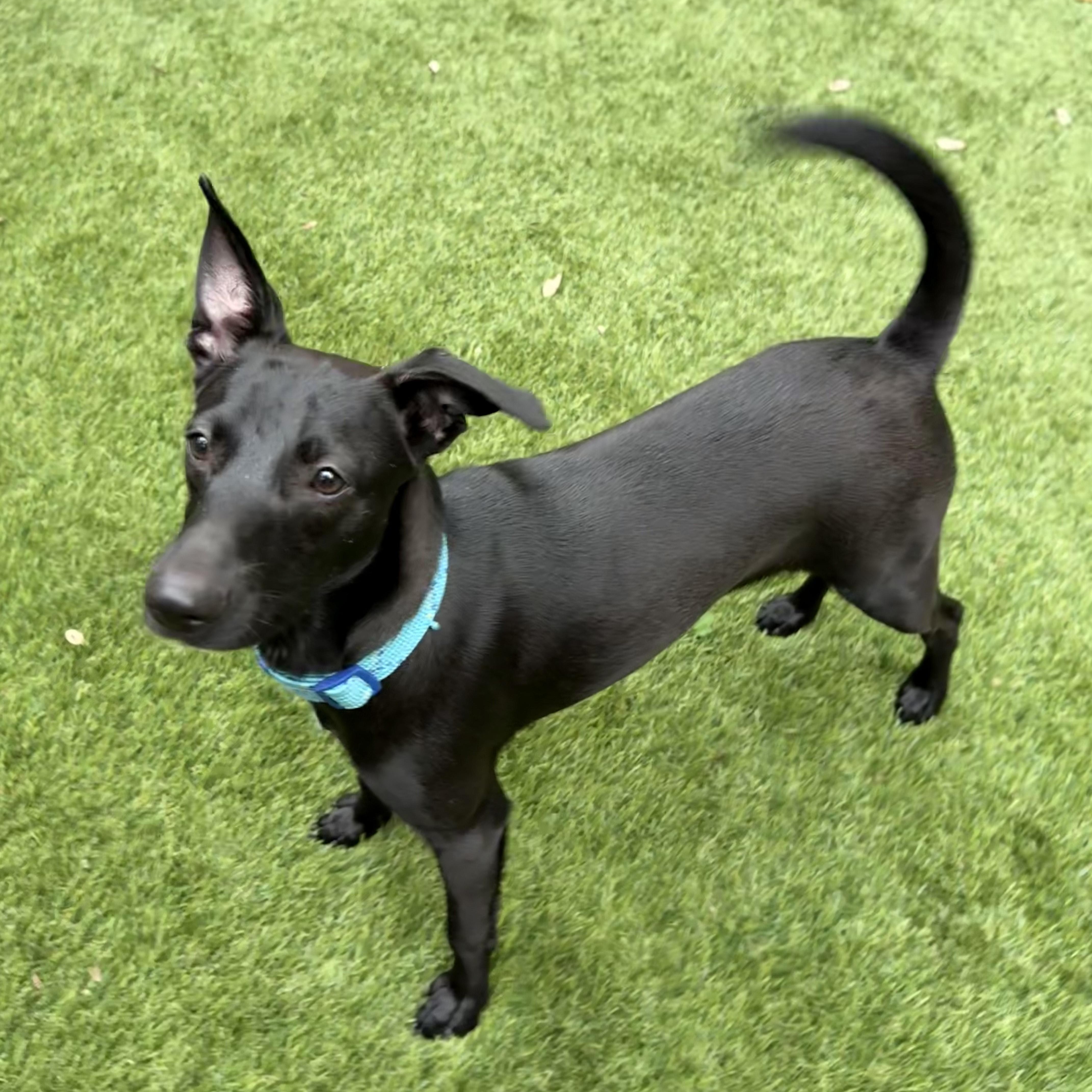 Enlarge Twyla, a Adopted mixed breed in Bellaire, TX image 5/5