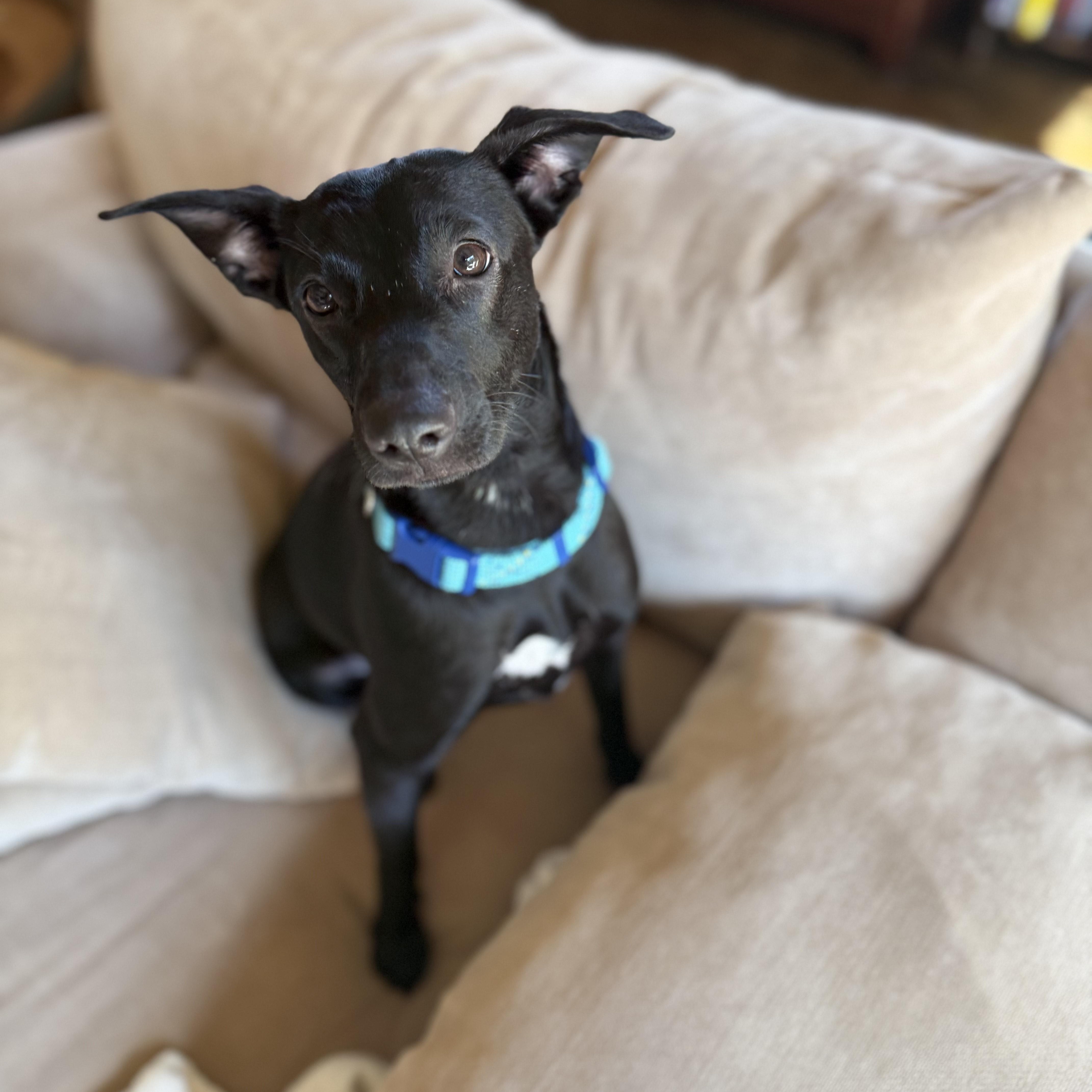 Enlarge Twyla, a Adopted mixed breed in Bellaire, TX image 1/5