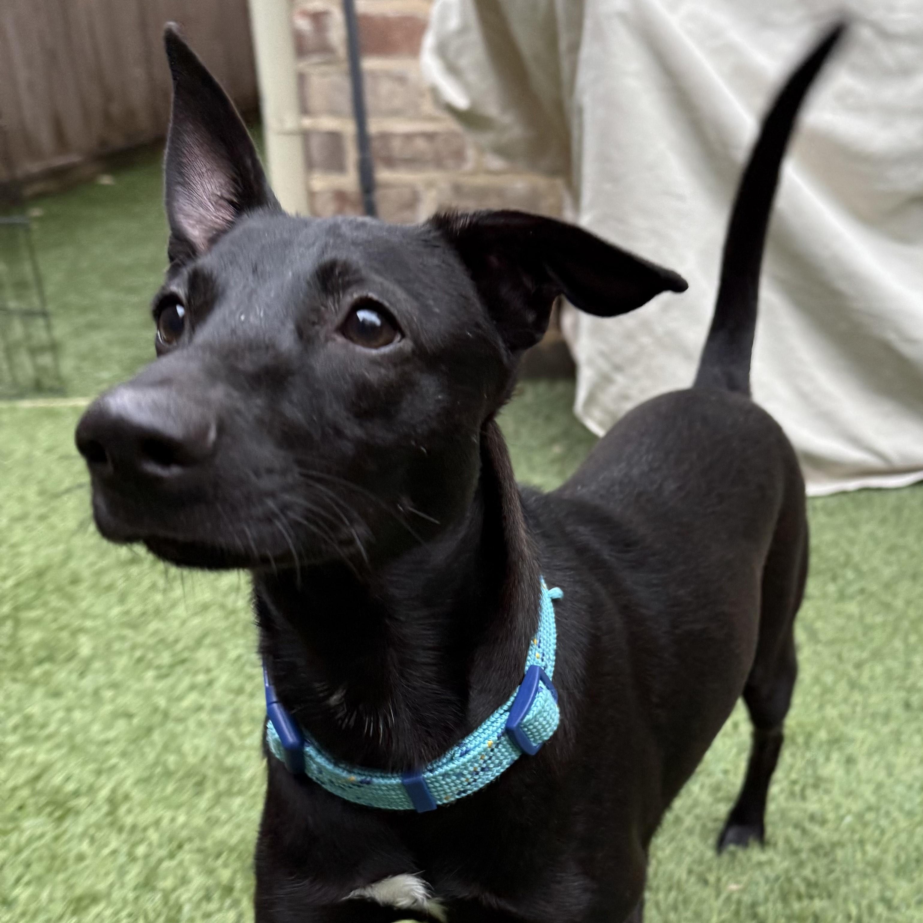 Enlarge Twyla, a Adopted mixed breed in Bellaire, TX image 2/5