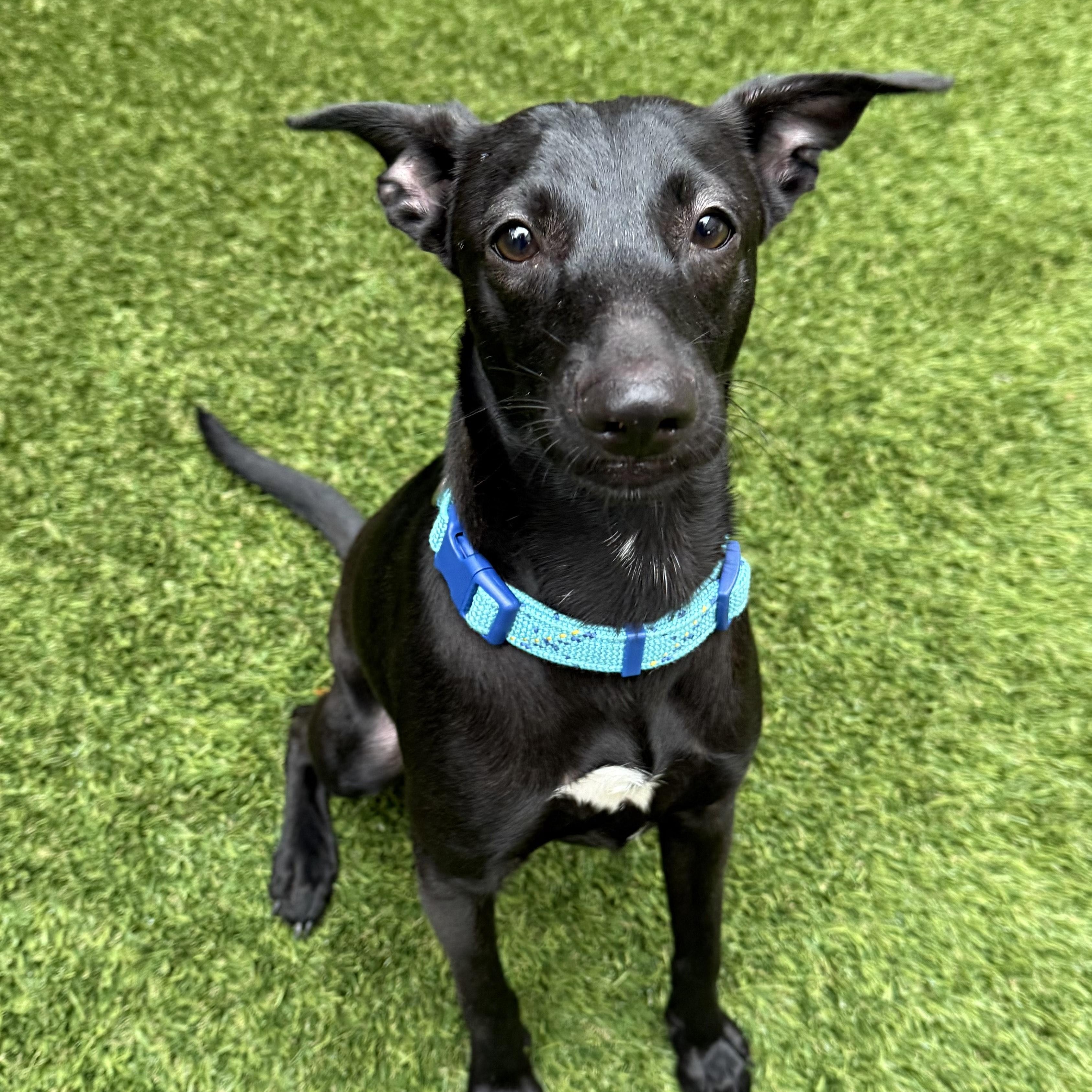 Enlarge Twyla, a Adopted mixed breed in Bellaire, TX image 3/5