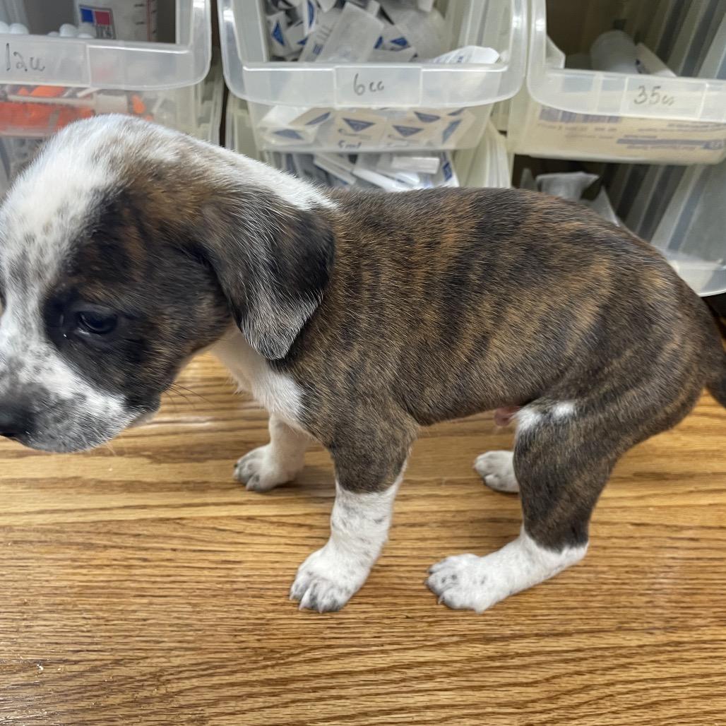 cuarto, a Adoptable Pit Bull Terrier in Stilwell, OK image 1/2