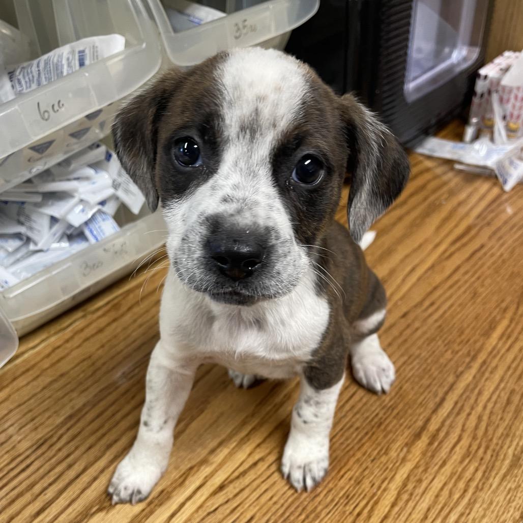 cuarto, a Adoptable Pit Bull Terrier in Stilwell, OK image 2/2