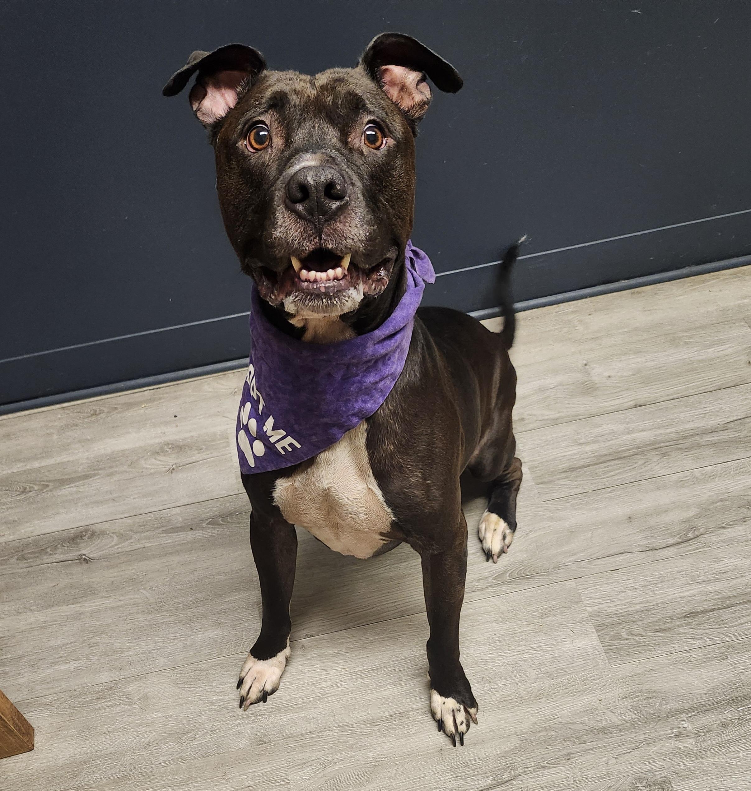 Chase, Adoptable, Adult Male Pit Bull Terrier.