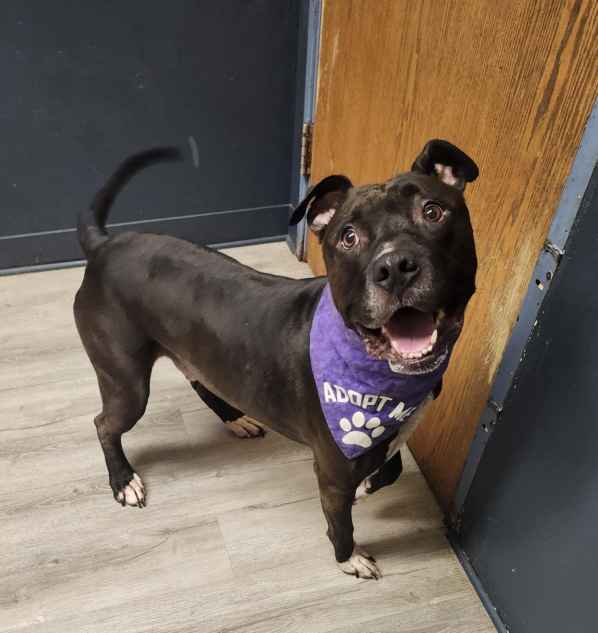 Chase, a Adoptable mixed breed image 2/4