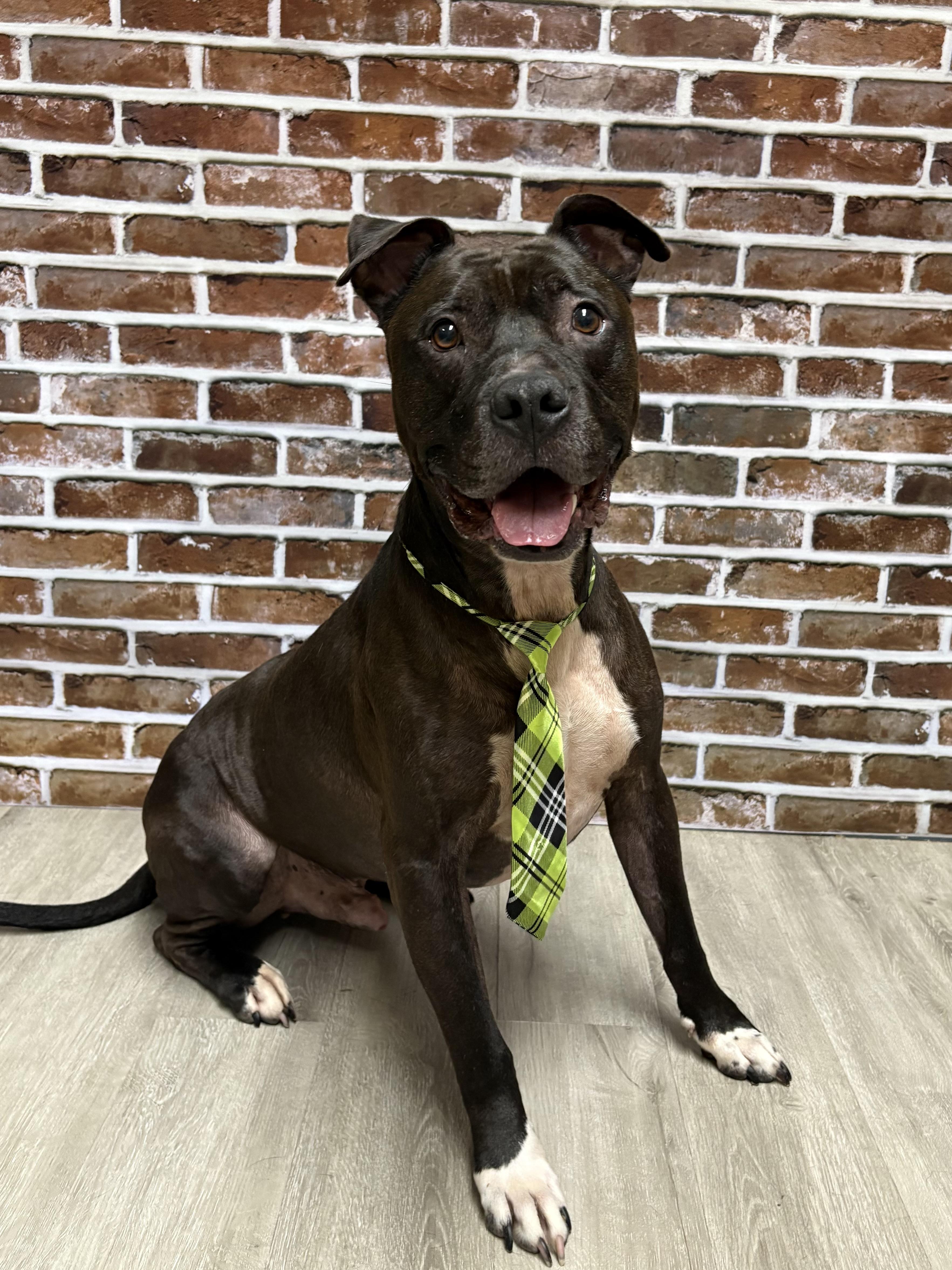 Chase (REDUCED ADOPTION FEE), Adoptable, Adult Male Pit Bull Terrier.
