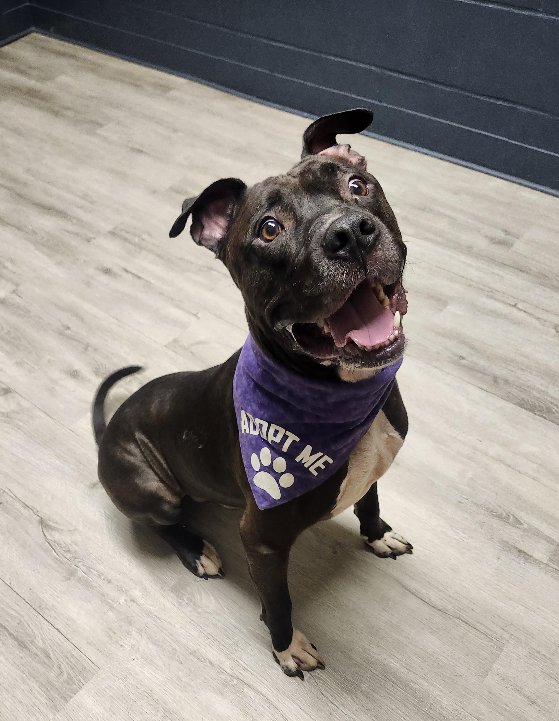 Chase, a Adoptable mixed breed image 3/4