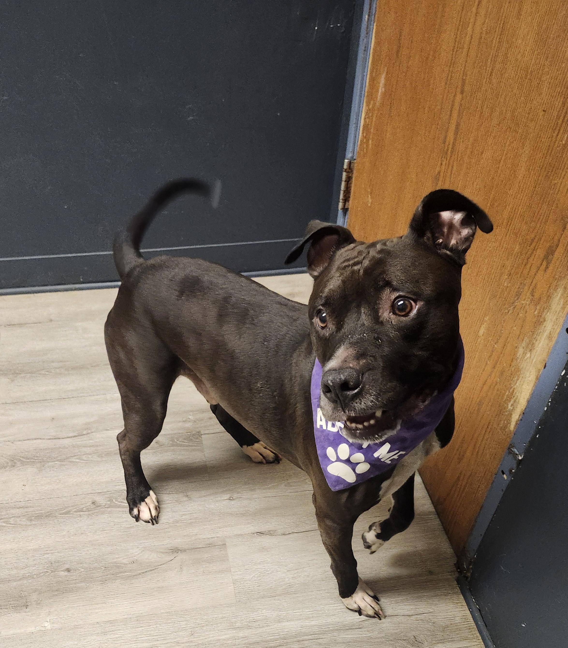 Chase, a Adoptable mixed breed image 4/4