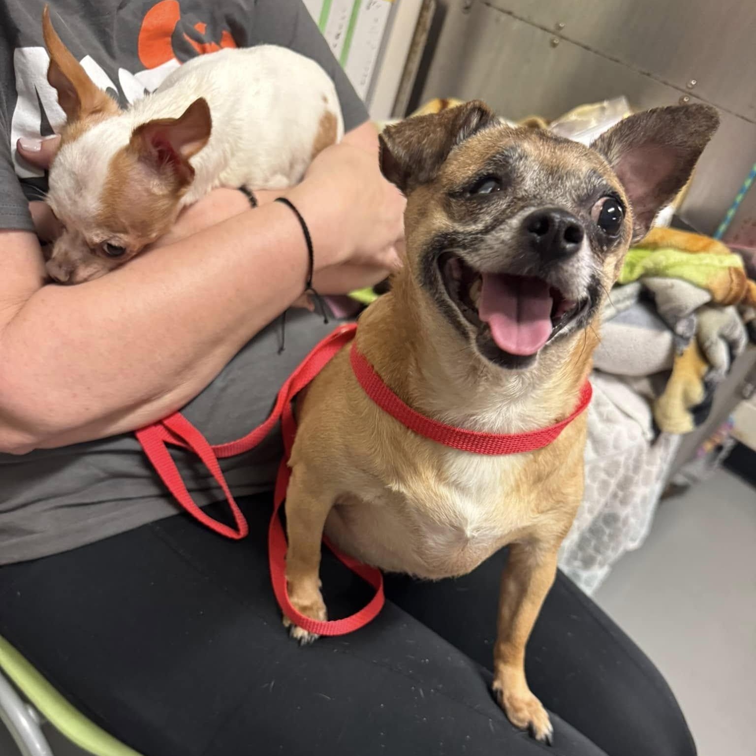 Nina (bonded with Blessing), a ADOPTABLE mixed breed in Cherry Hill, NJ image 4/5