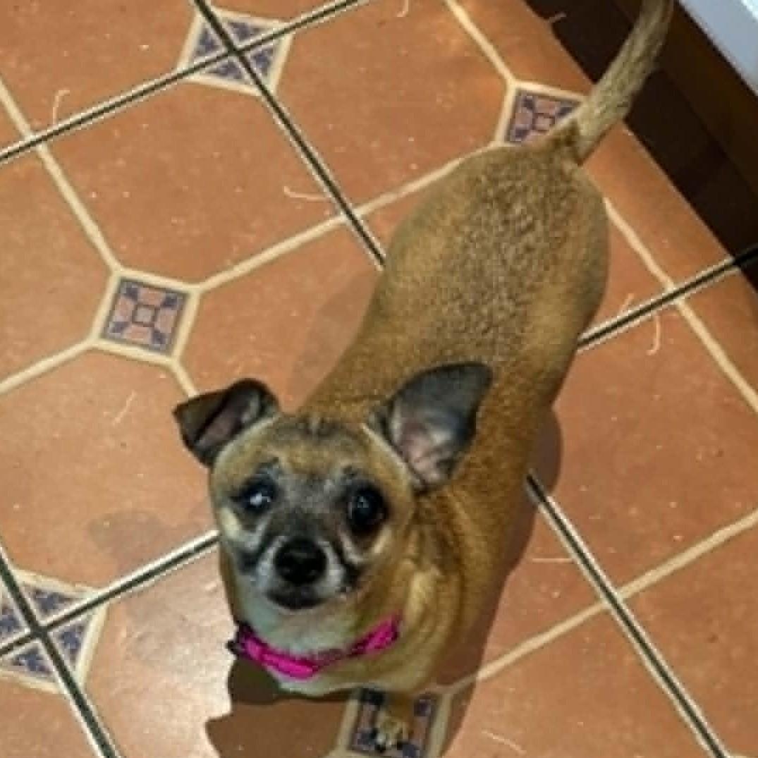 Nina (bonded with Blessing), a ADOPTABLE mixed breed in Cherry Hill, NJ image 3/5