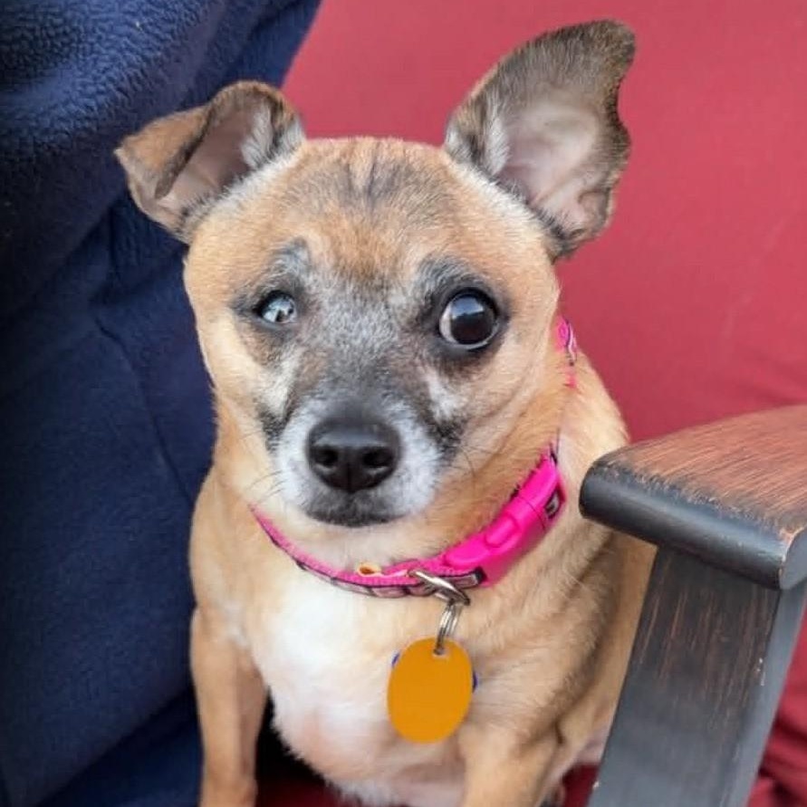 Nina (bonded with Blessing), a ADOPTABLE mixed breed in Cherry Hill, NJ image 1/5
