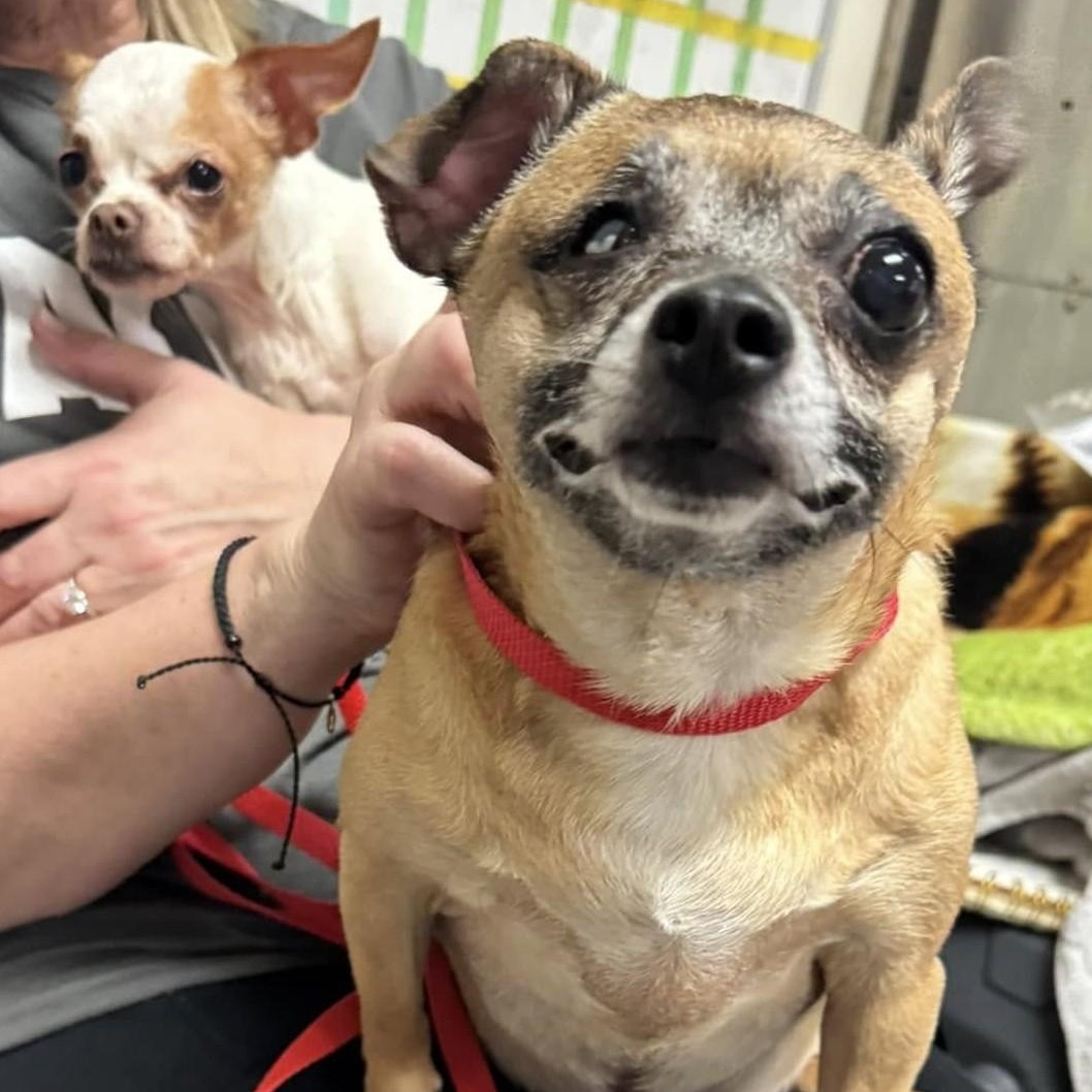Nina (bonded with Blessing), a ADOPTABLE mixed breed in Cherry Hill, NJ image 2/5