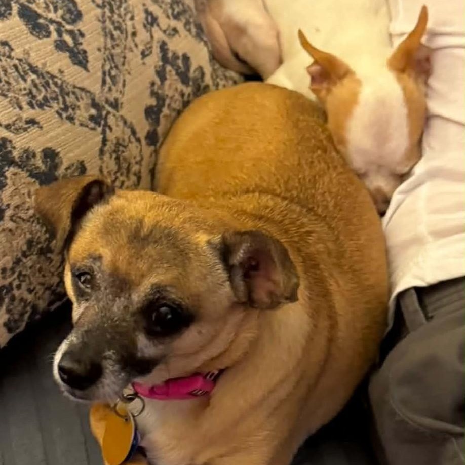 Nina (bonded with Blessing), a ADOPTABLE mixed breed in Cherry Hill, NJ image 5/5