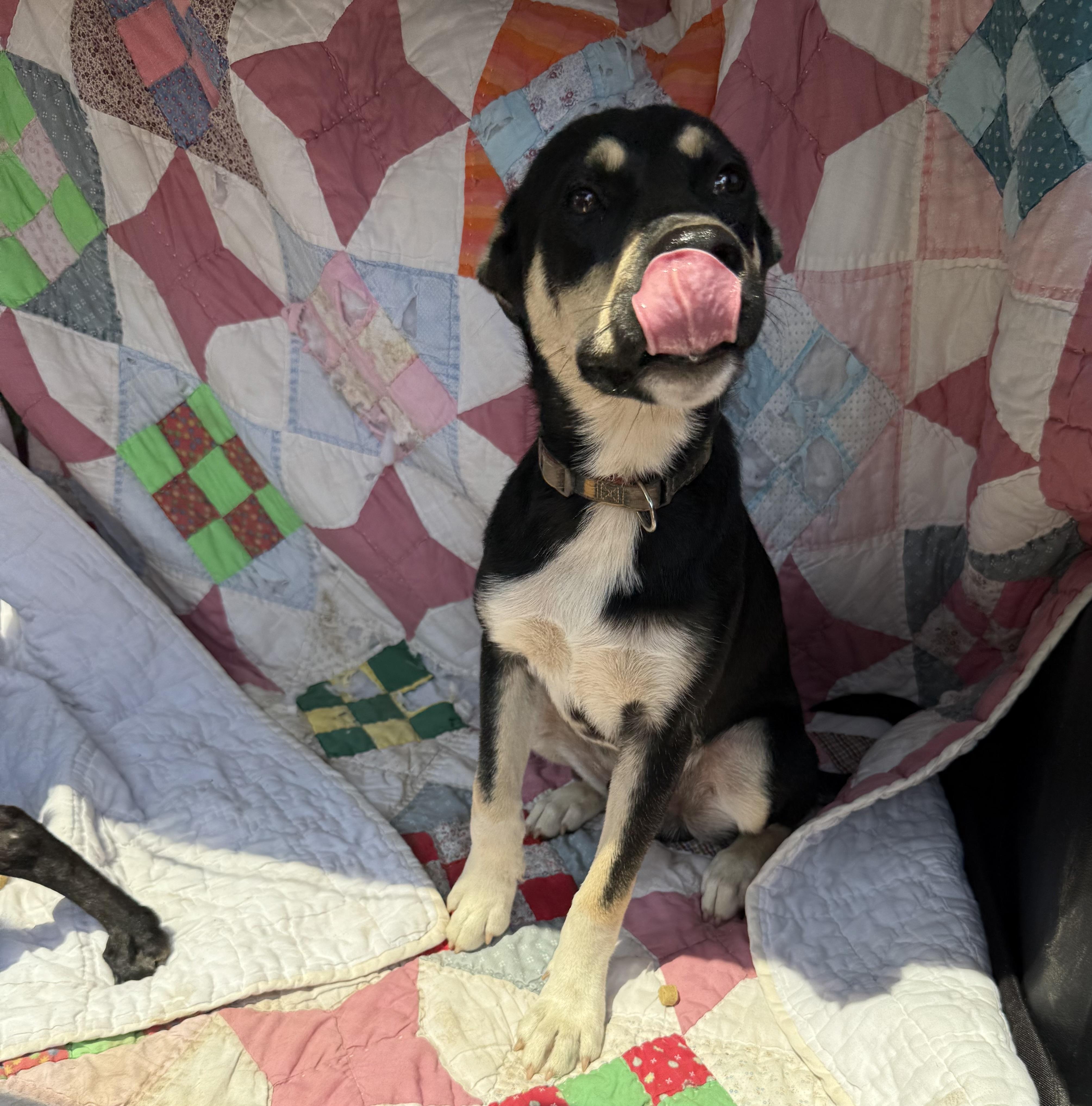 Milo, a Adoptable mixed breed in Madison, WI image 2/5