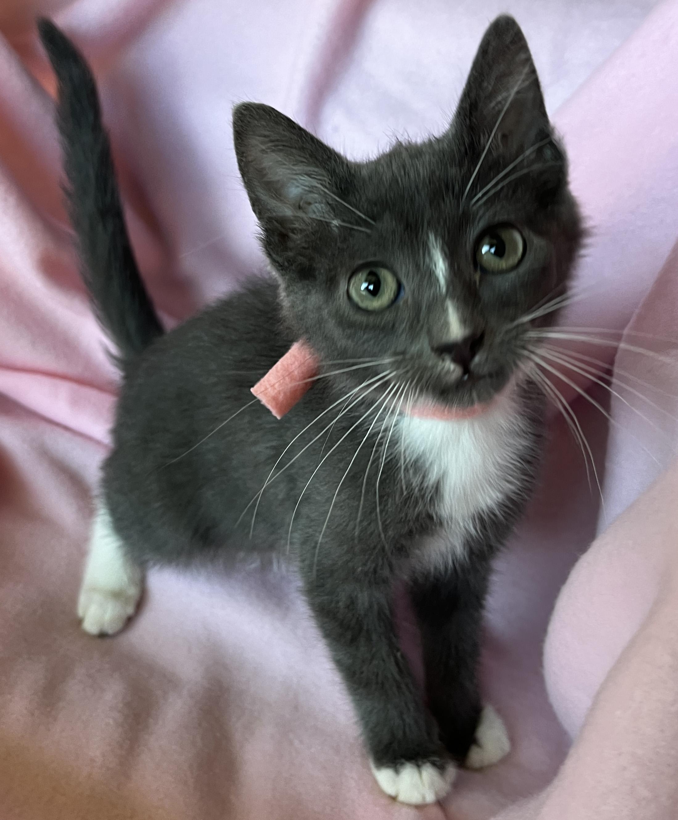 Tuxedo Cats for Adoption: Find Your Perfect Feline Friend Today