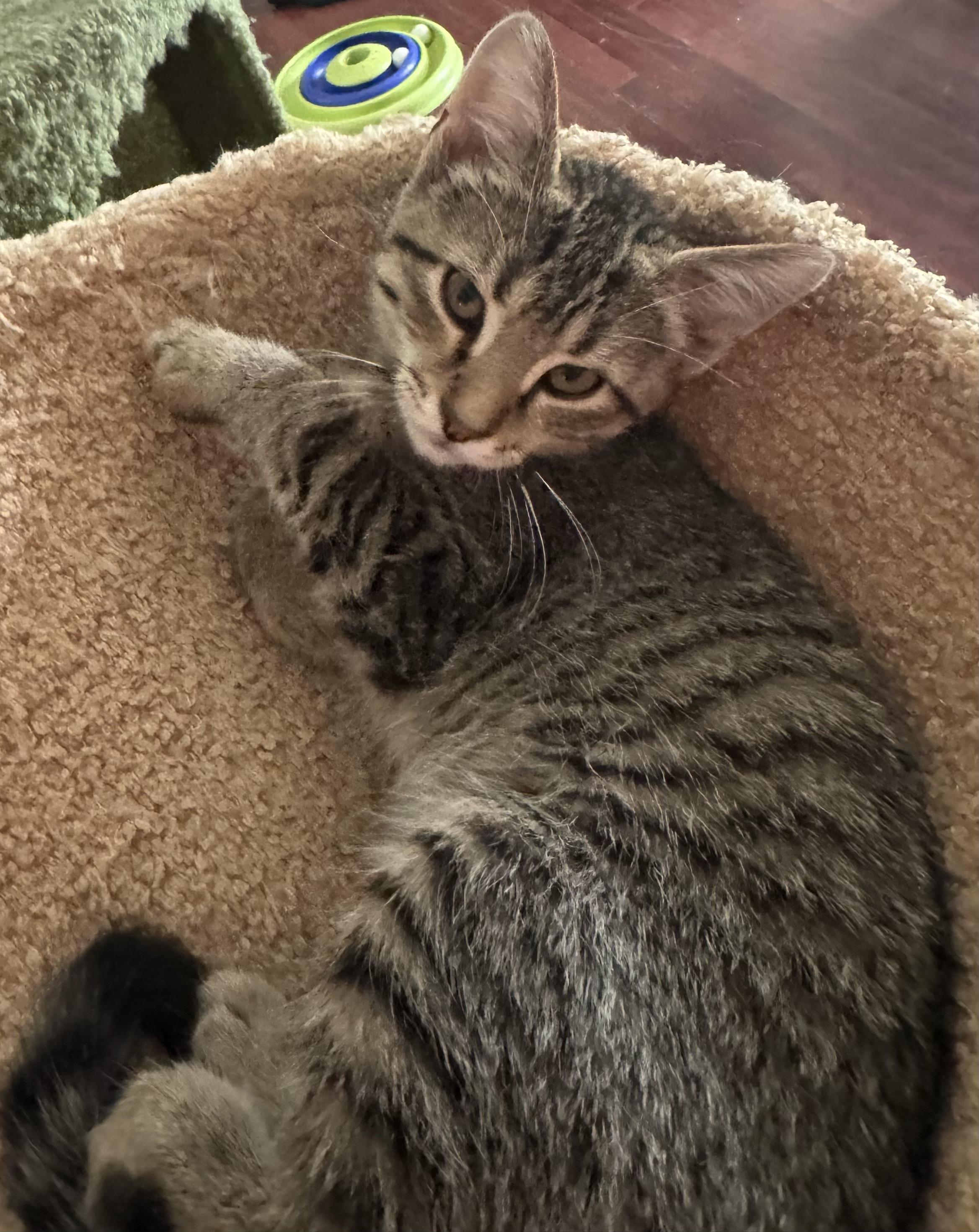 Alice, a Adoptable Tabby in Maryville, TN image 2/3