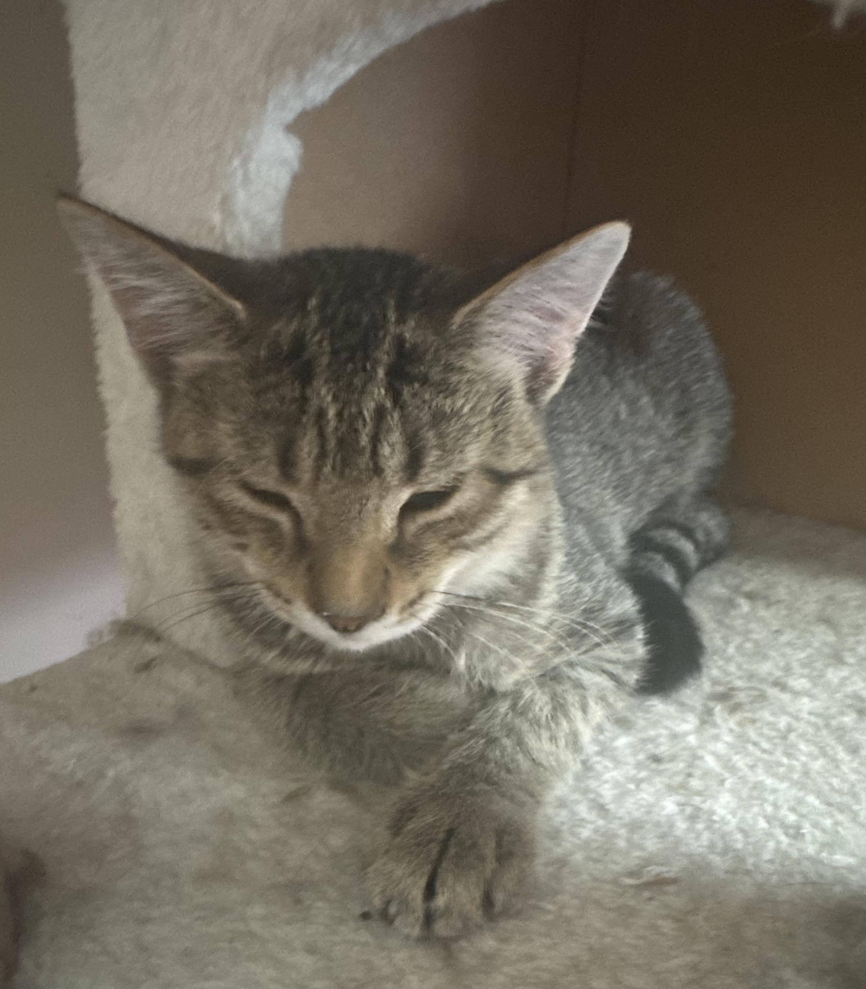 Alice, Adoptable, Kitten Female Tabby.