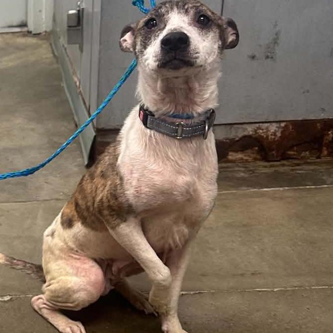 Joan, Adoptable, Adult Female Mixed Breed.