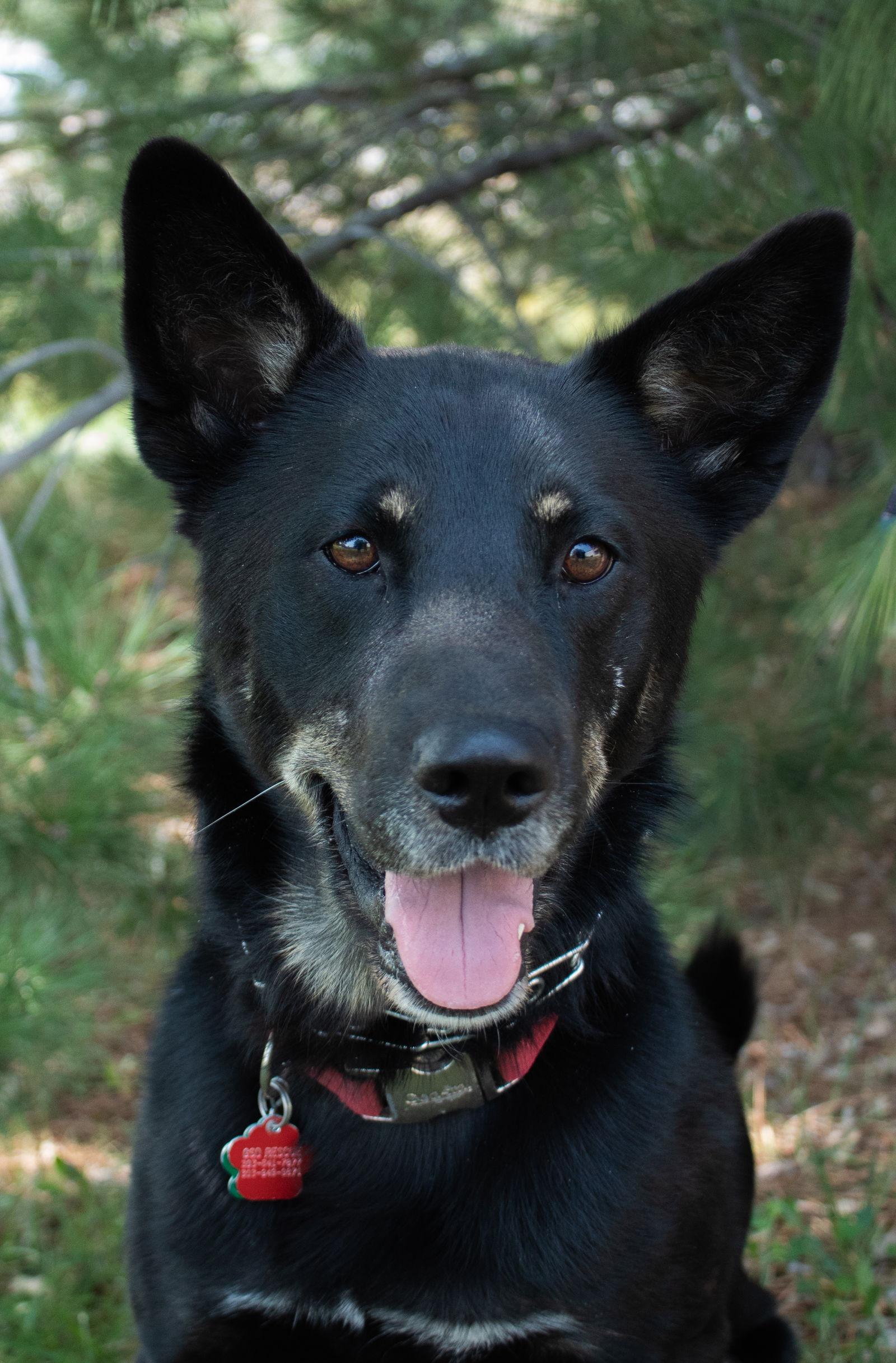 Enlarge Takoda, a Adopted German Shepherd Dog image 1/1