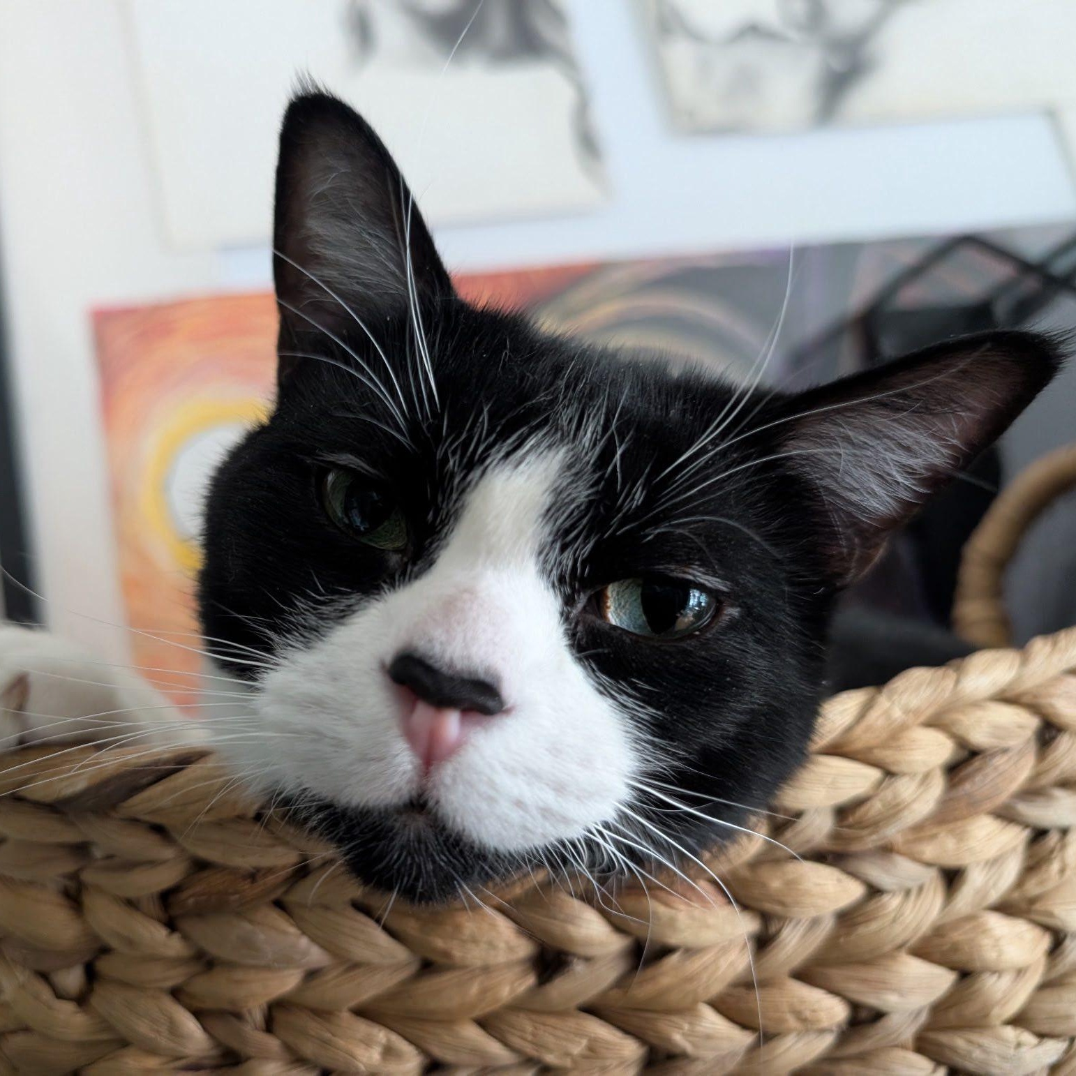 Mila and Nyla ~ Courtesy Post, a ADOPTABLE Domestic Short Hair in Montreal, QC image 1/4