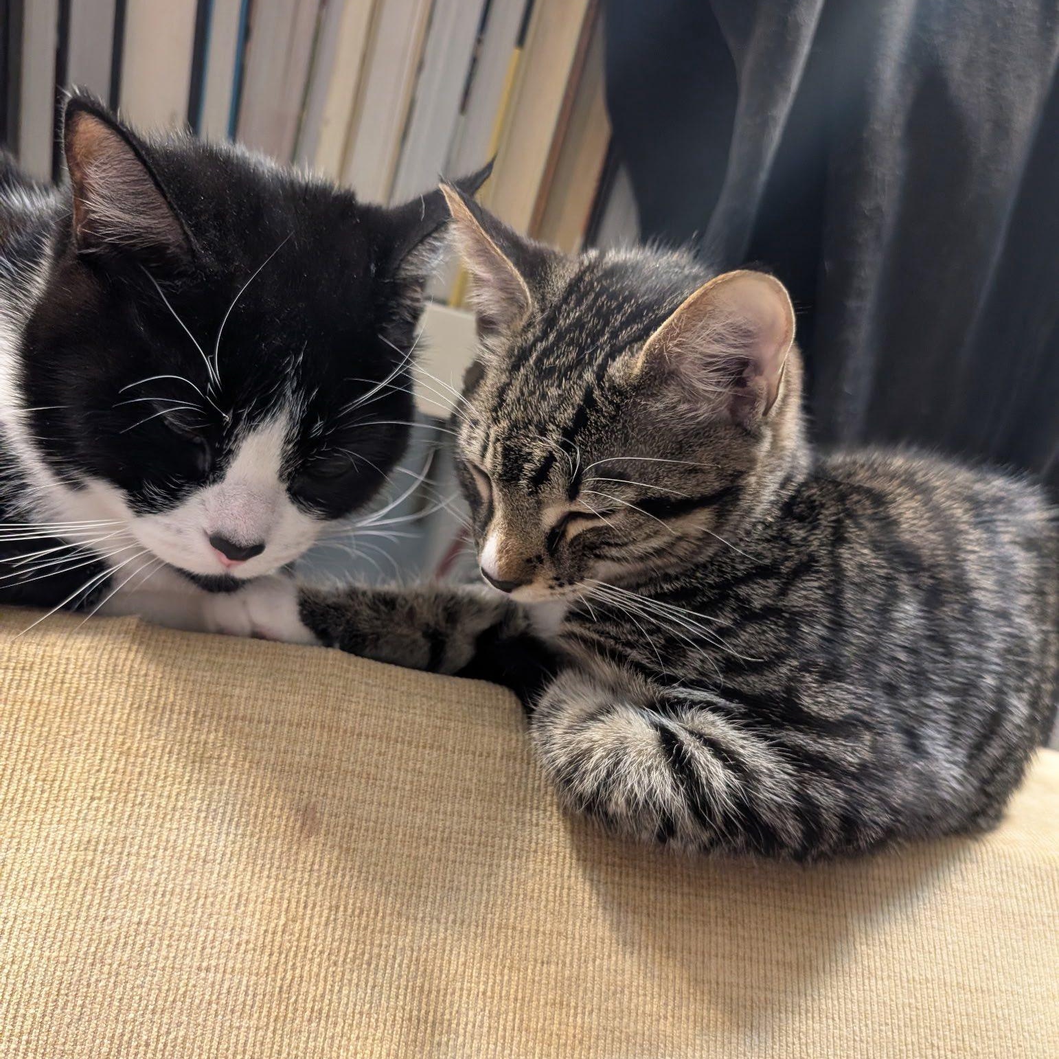 Mila and Nyla ~ Courtesy Post, a ADOPTABLE Domestic Short Hair in Montreal, QC image 4/4