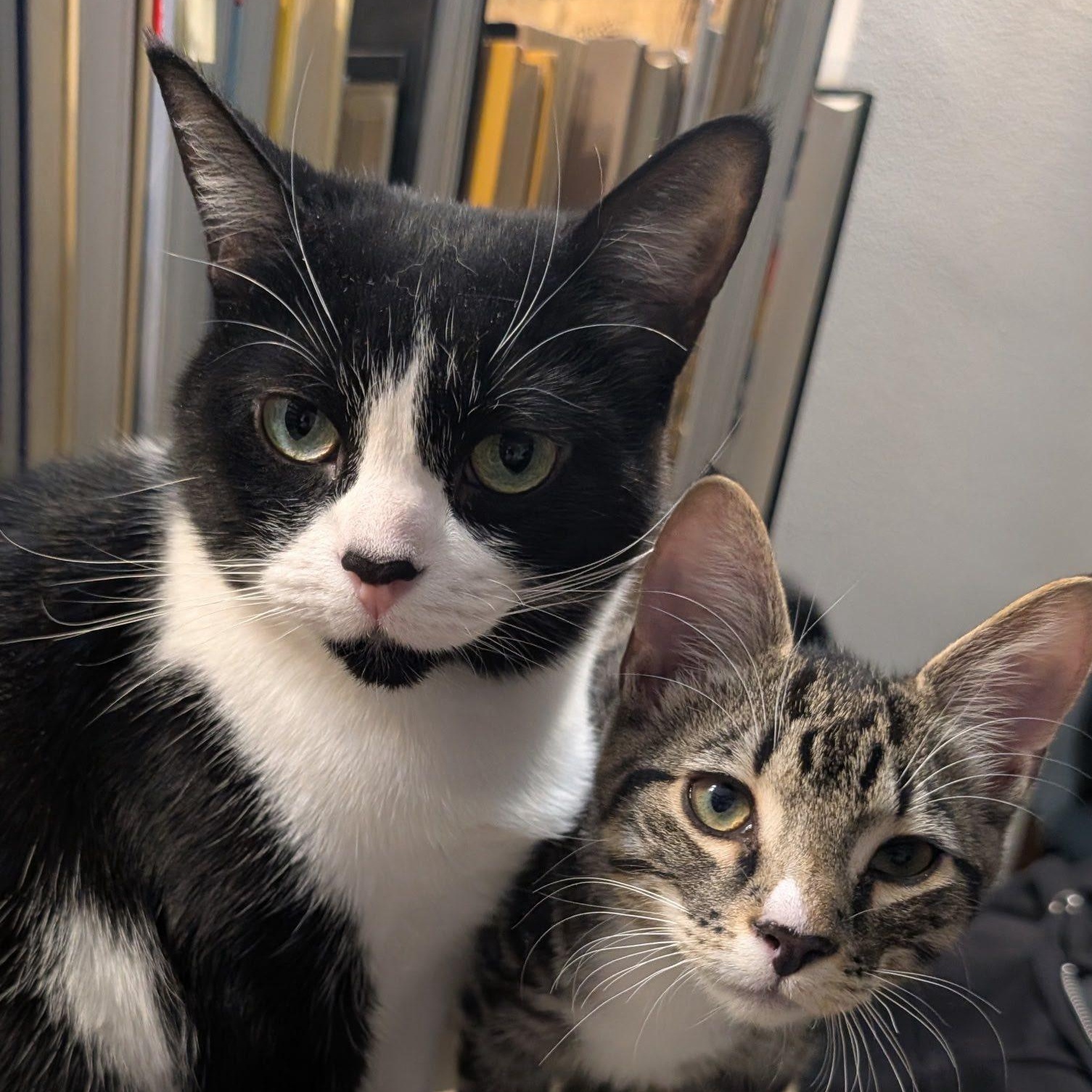 Mila and Nyla ~ Courtesy Post, a ADOPTABLE Domestic Short Hair in Montreal, QC image 3/4