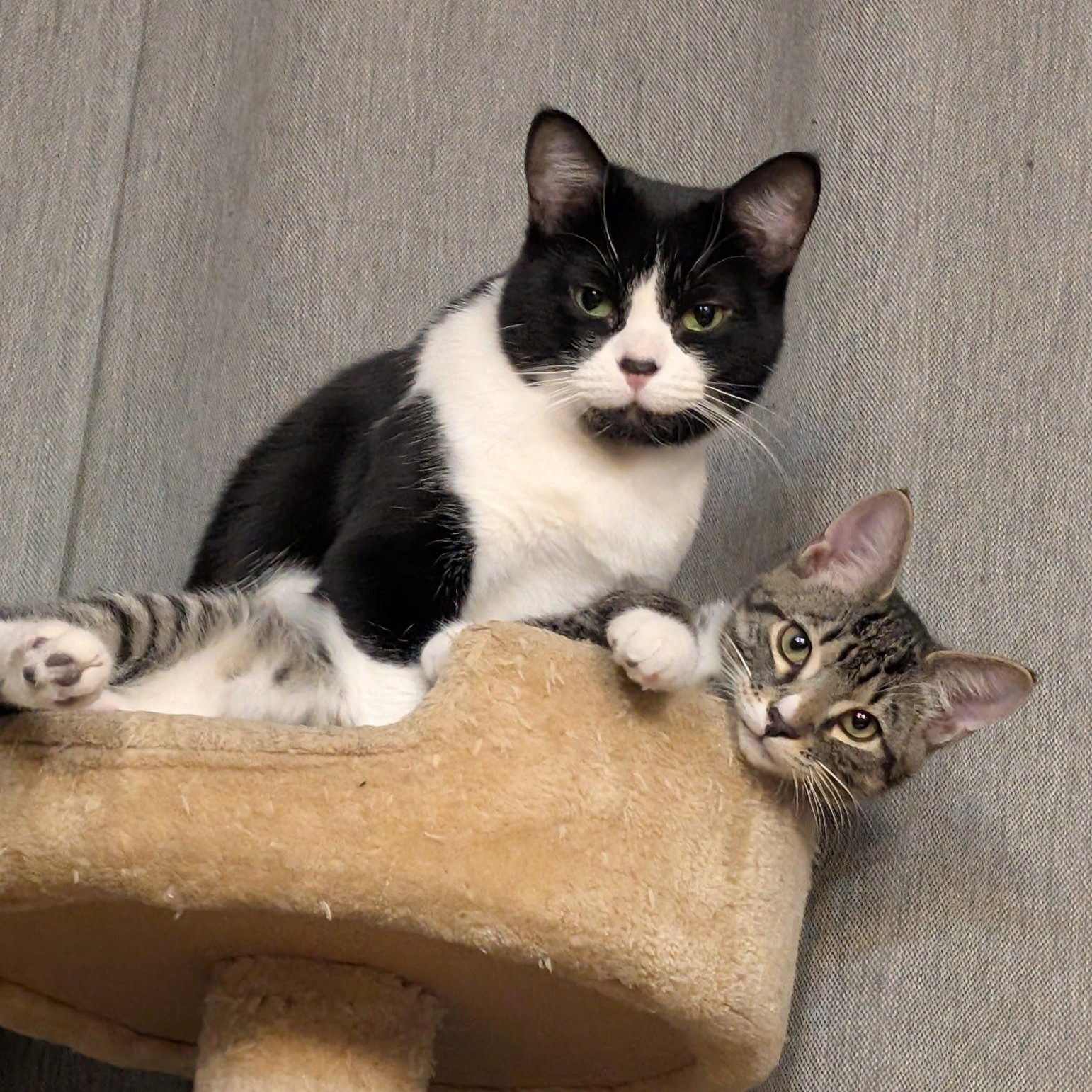 Mila and Nyla ~ Courtesy Post, a ADOPTABLE Domestic Short Hair in Montreal, QC image 2/4