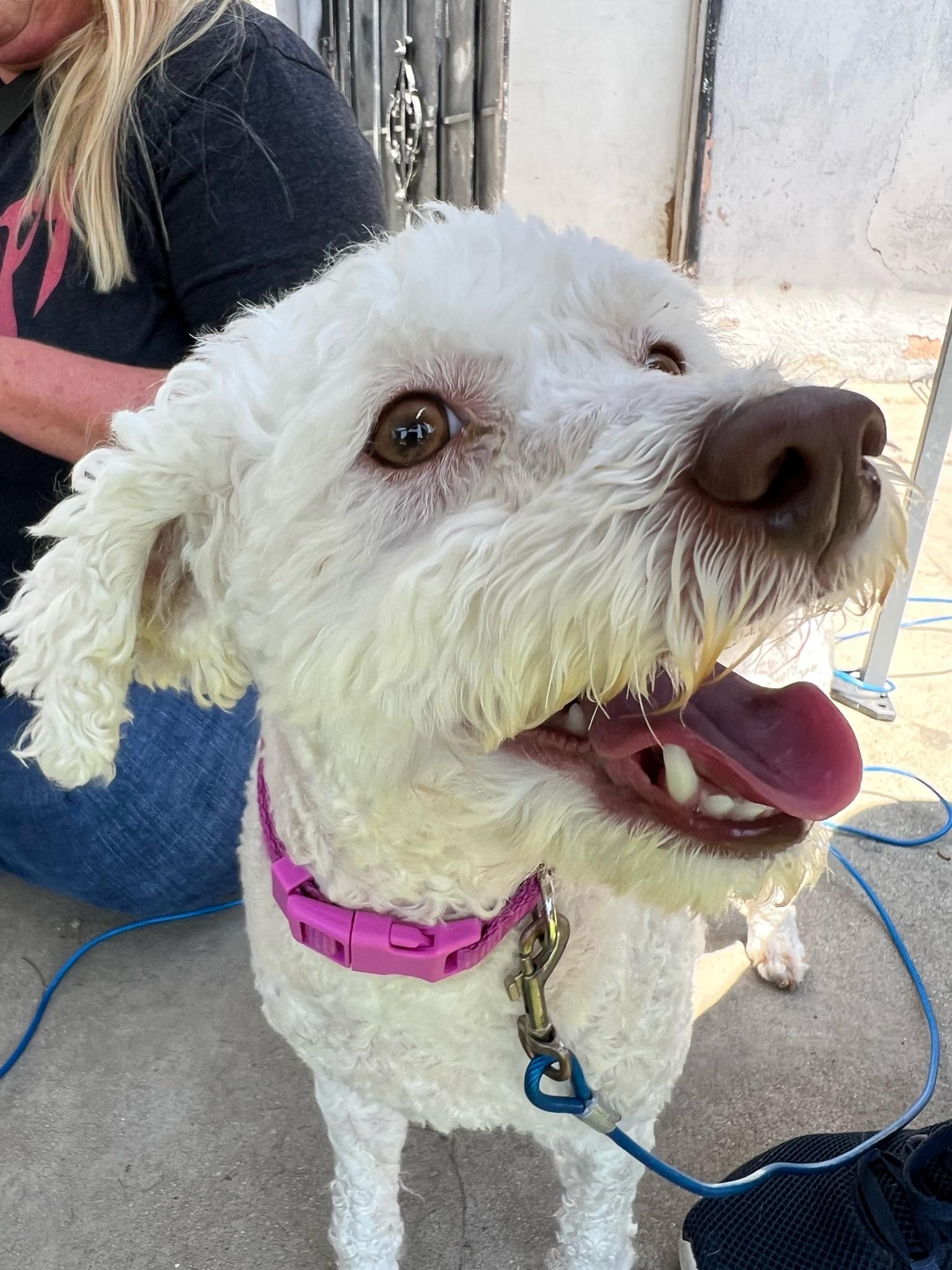 Honey, Adopted, Adult Female Maltese & Miniature Poodle.